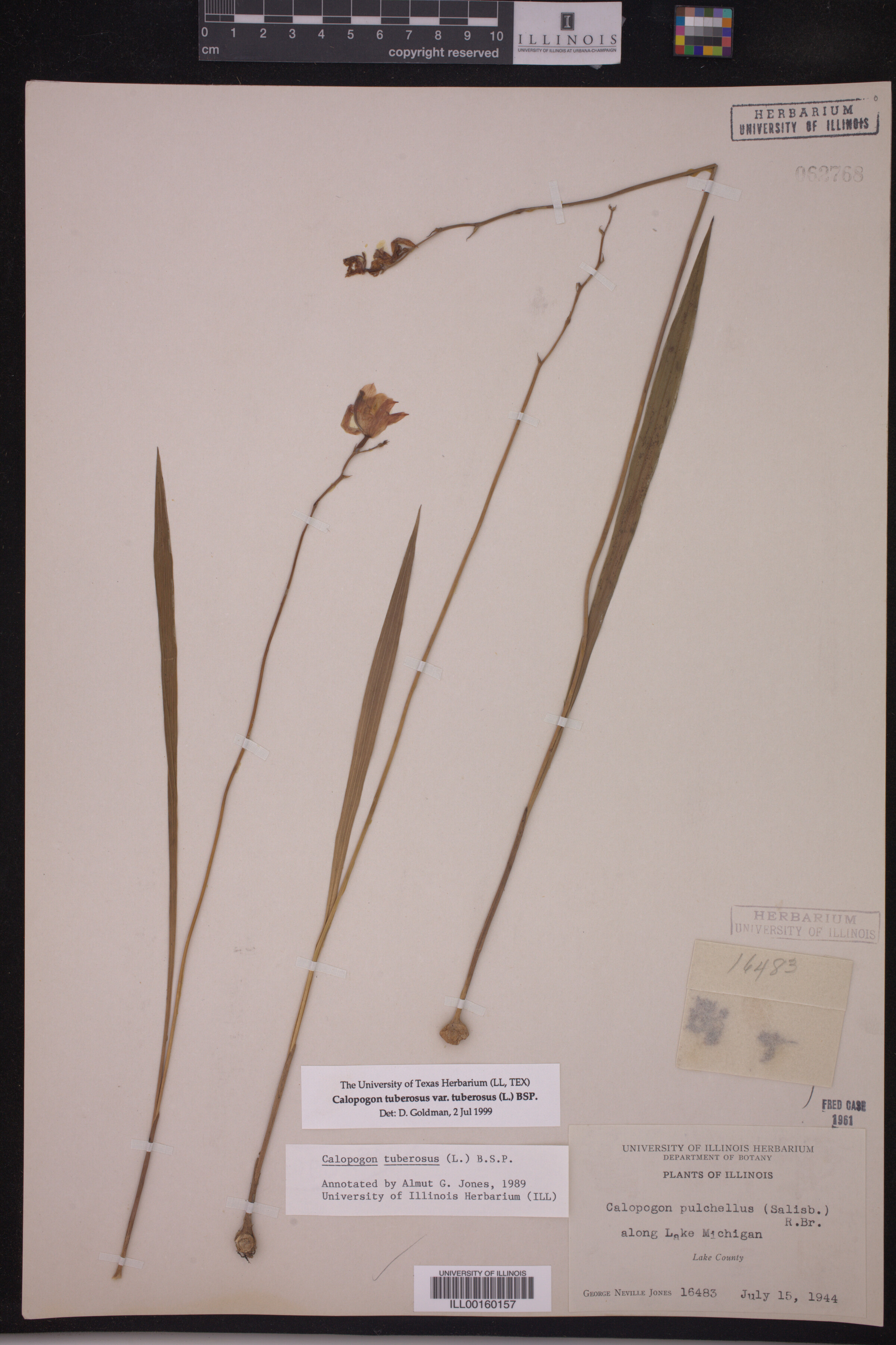 Calopogon tuberosus var. tuberosus image