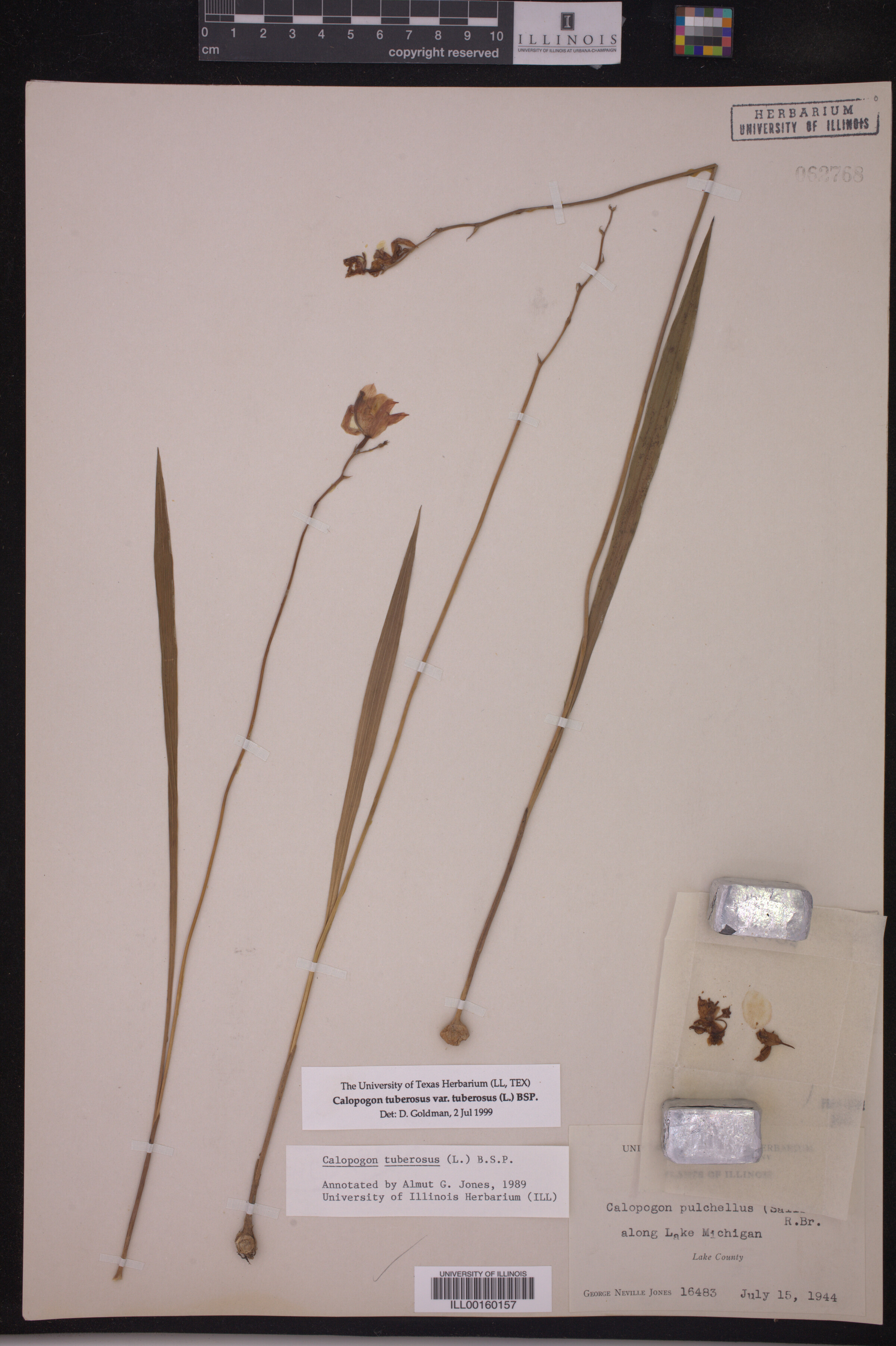 Calopogon tuberosus var. tuberosus image