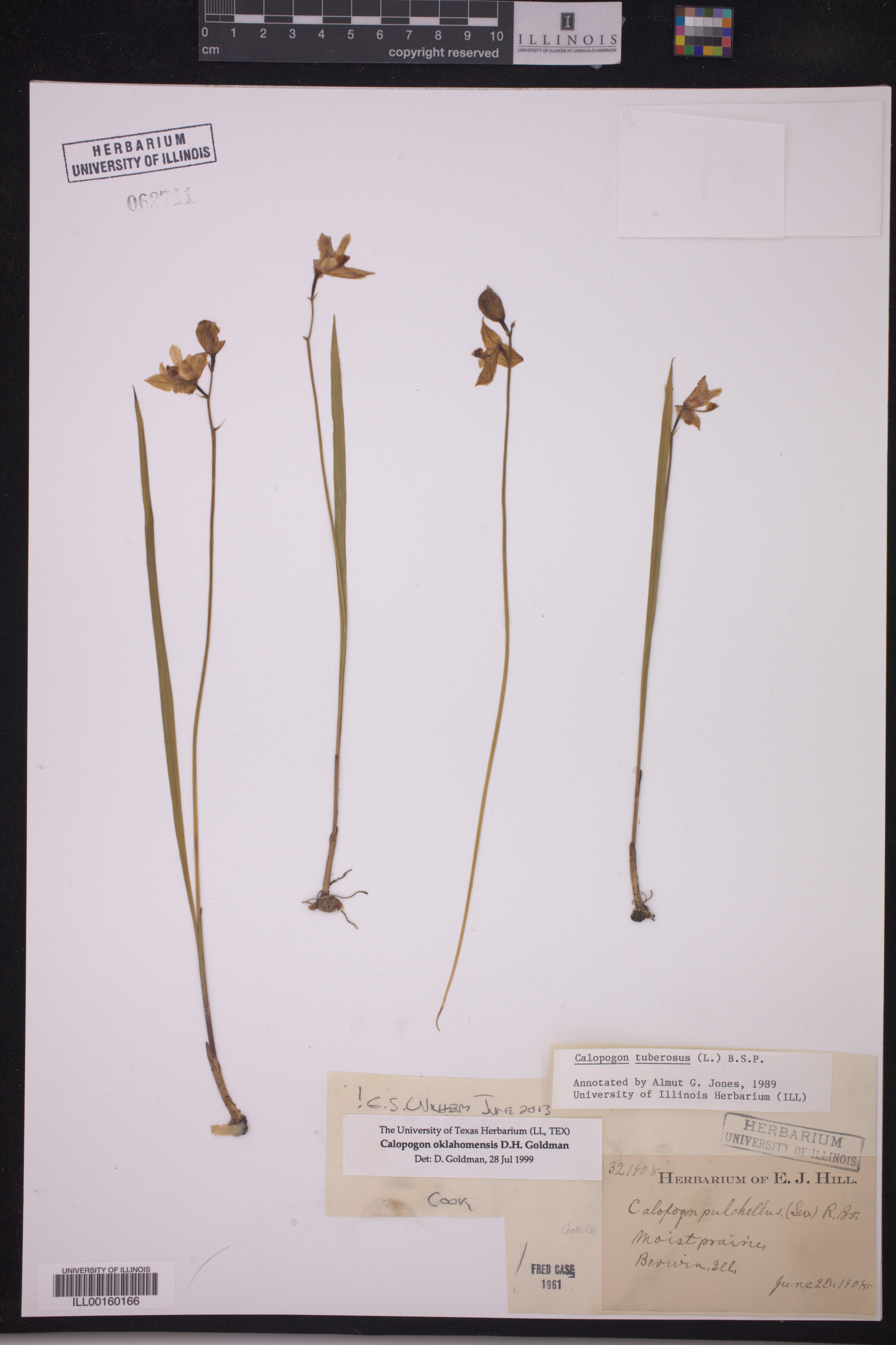 Calopogon oklahomensis image