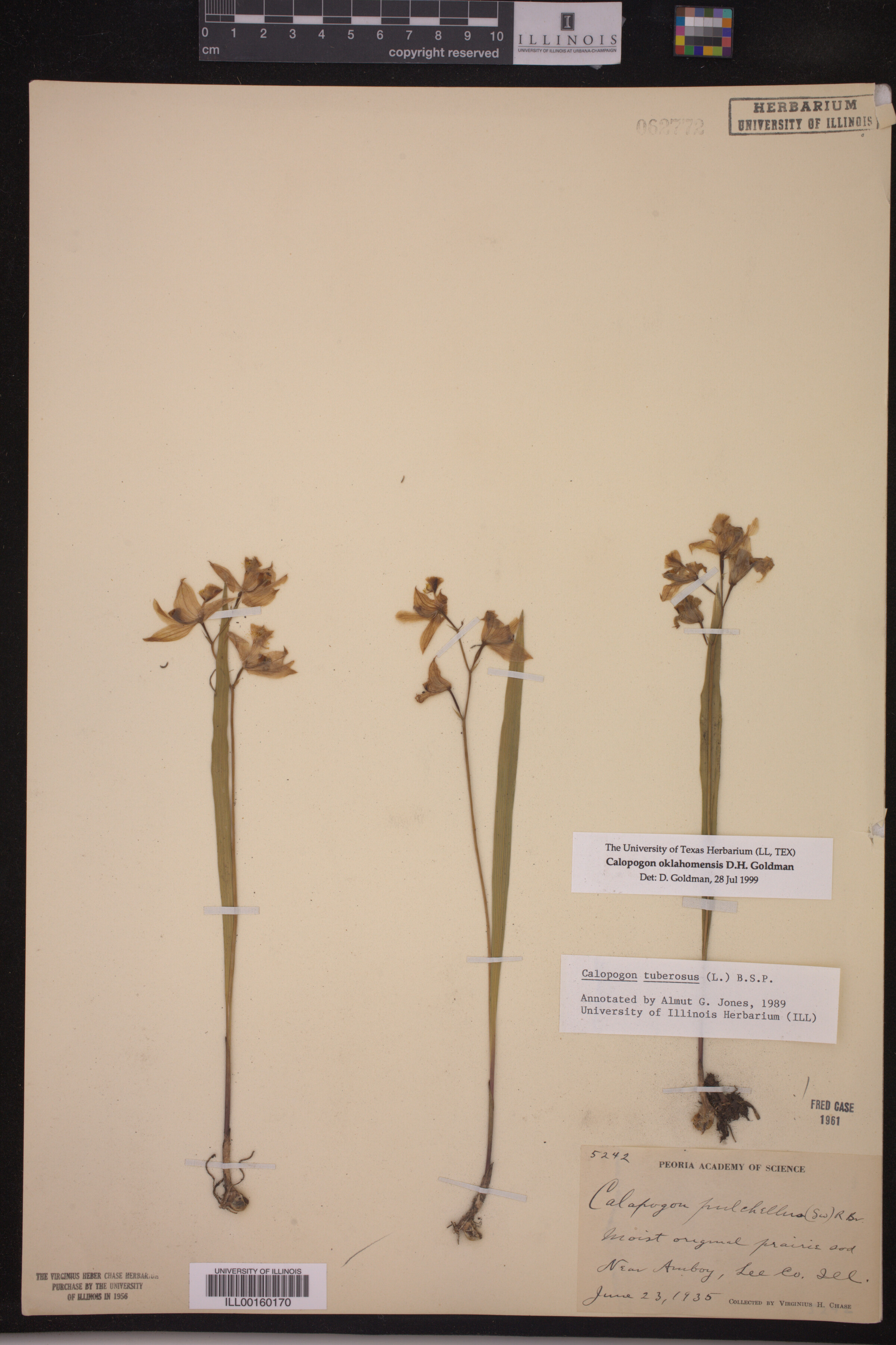 Calopogon tuberosus var. tuberosus image