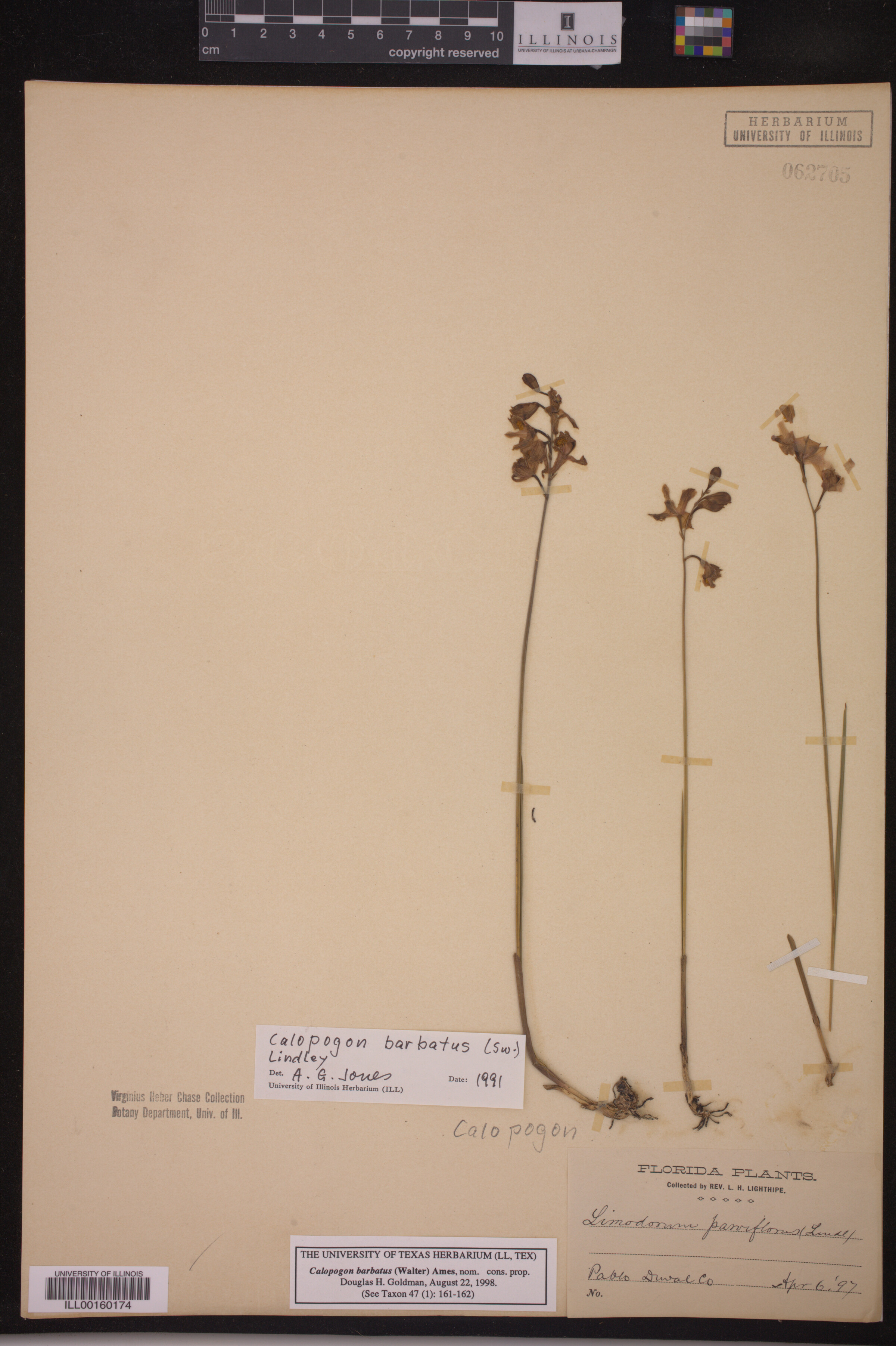 Calopogon barbatus image