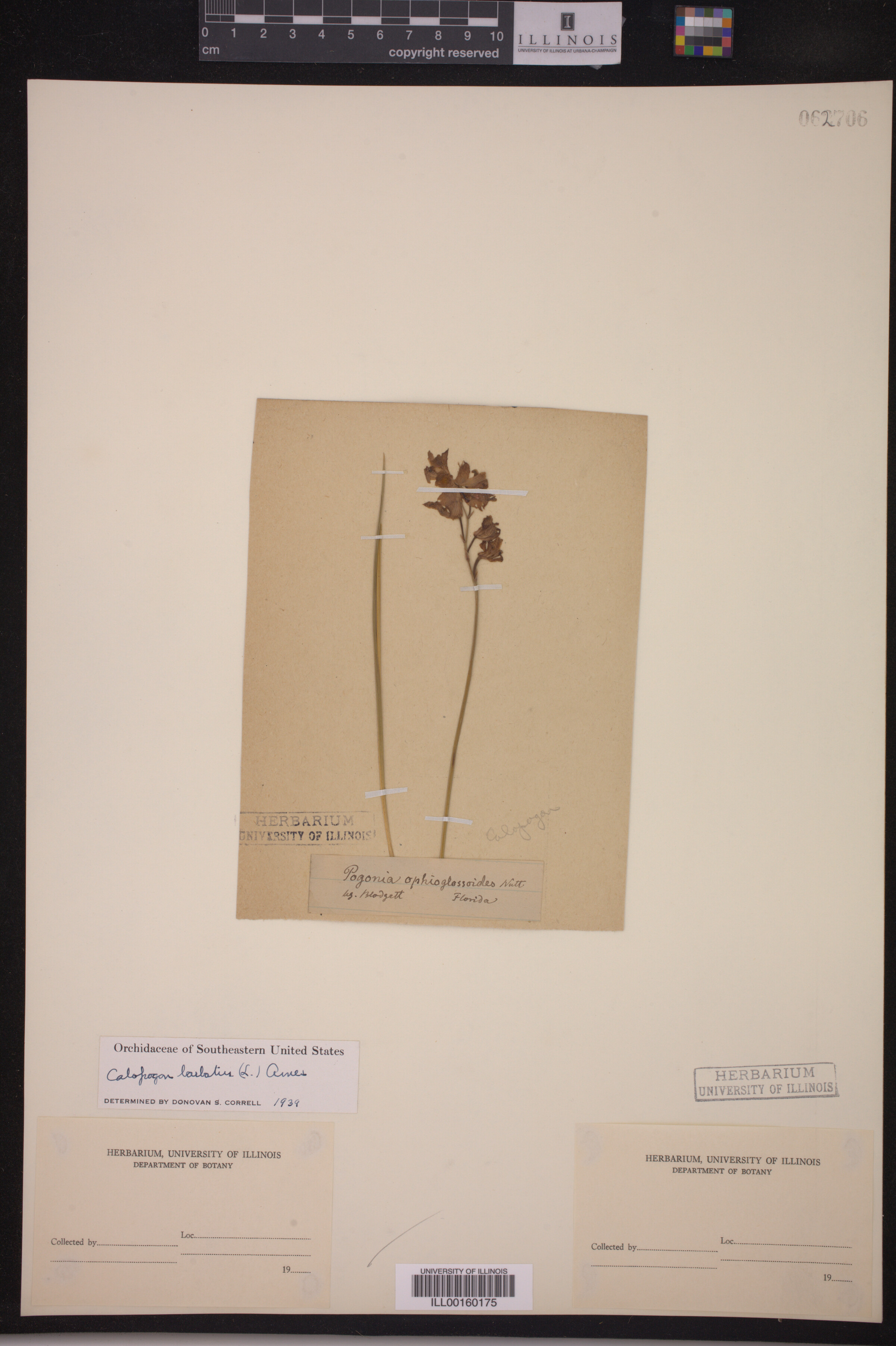 Calopogon barbatus image