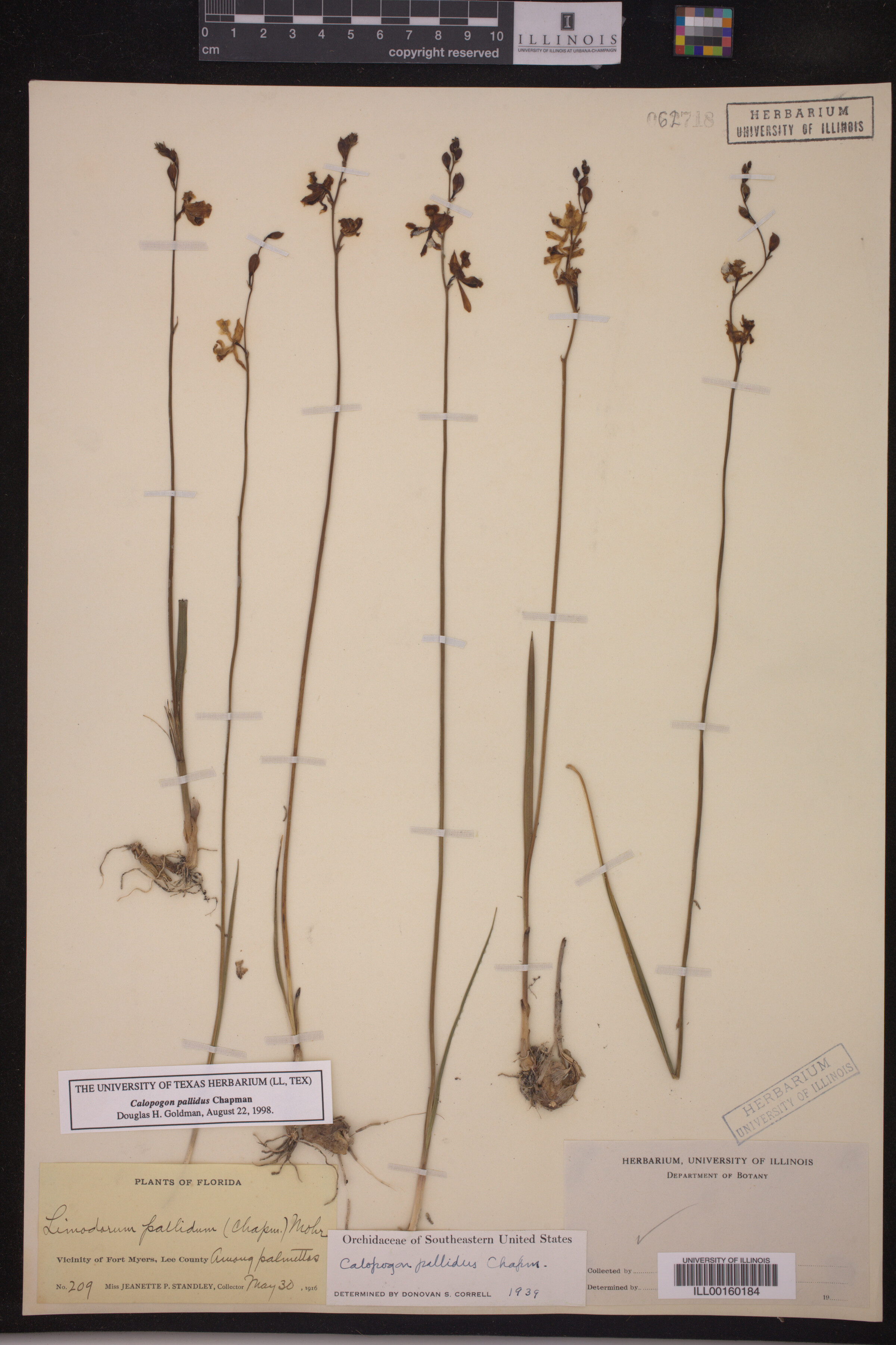 Calopogon pallidus image