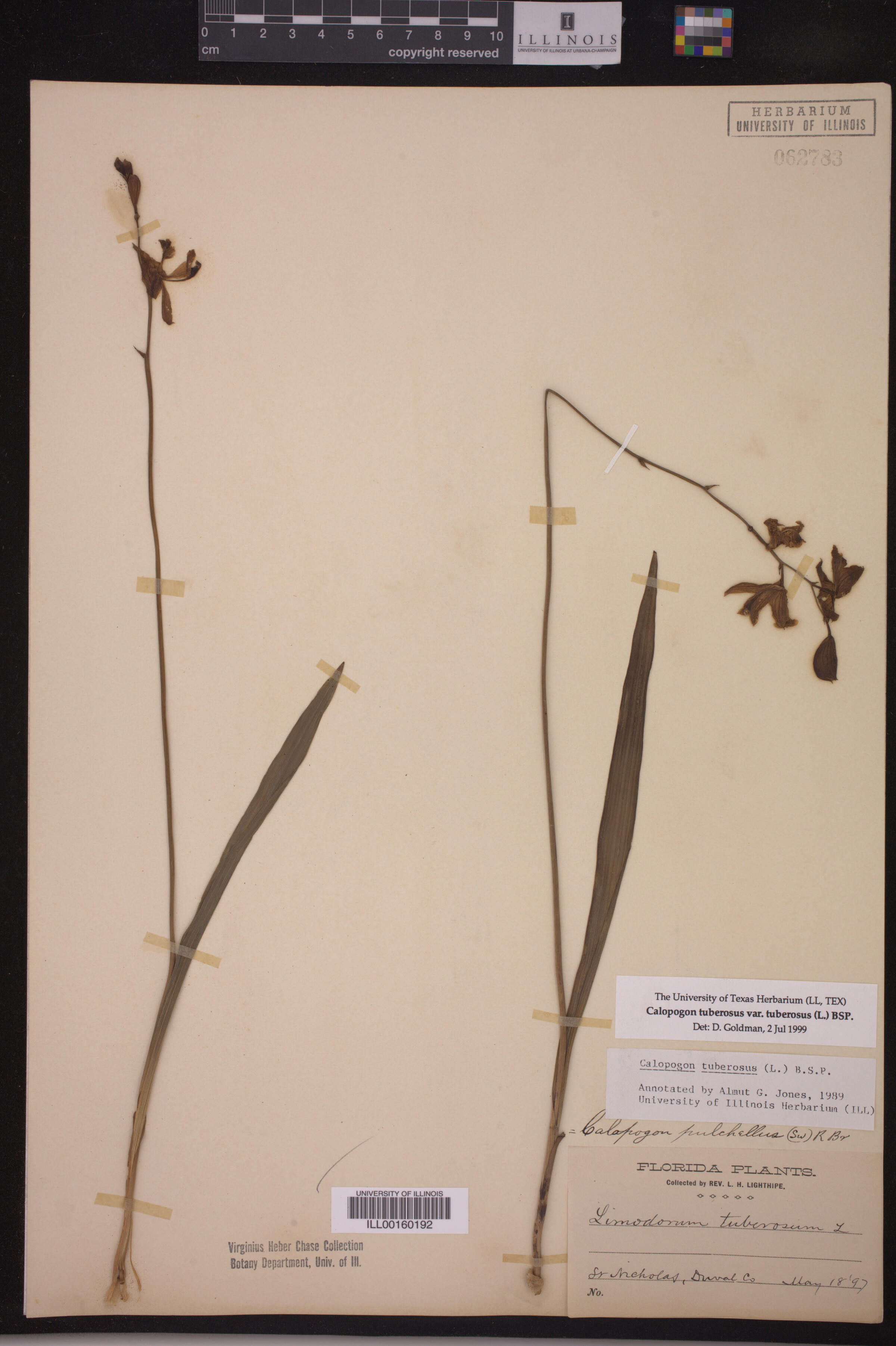 Calopogon tuberosus var. tuberosus image