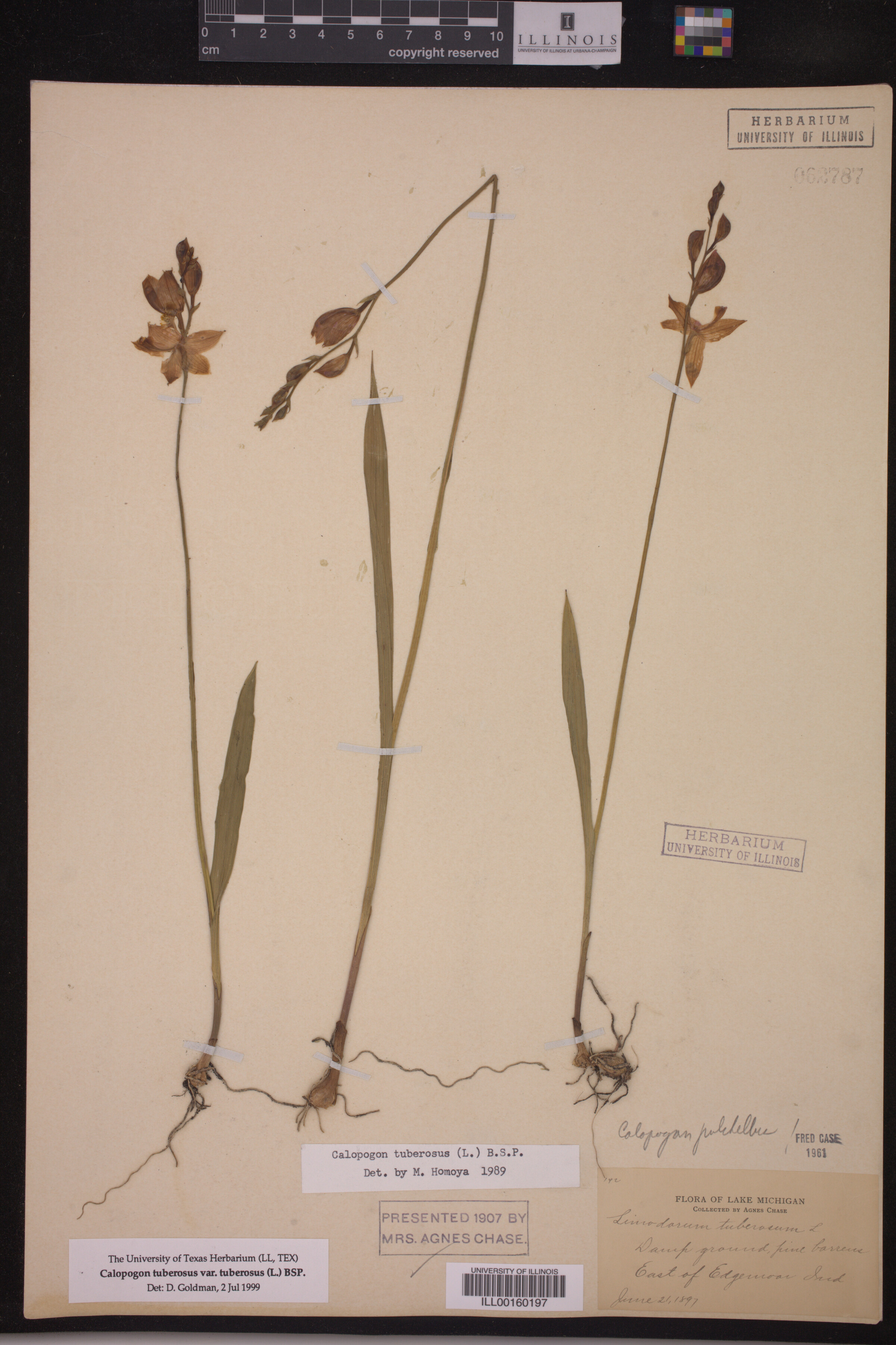 Calopogon tuberosus var. tuberosus image