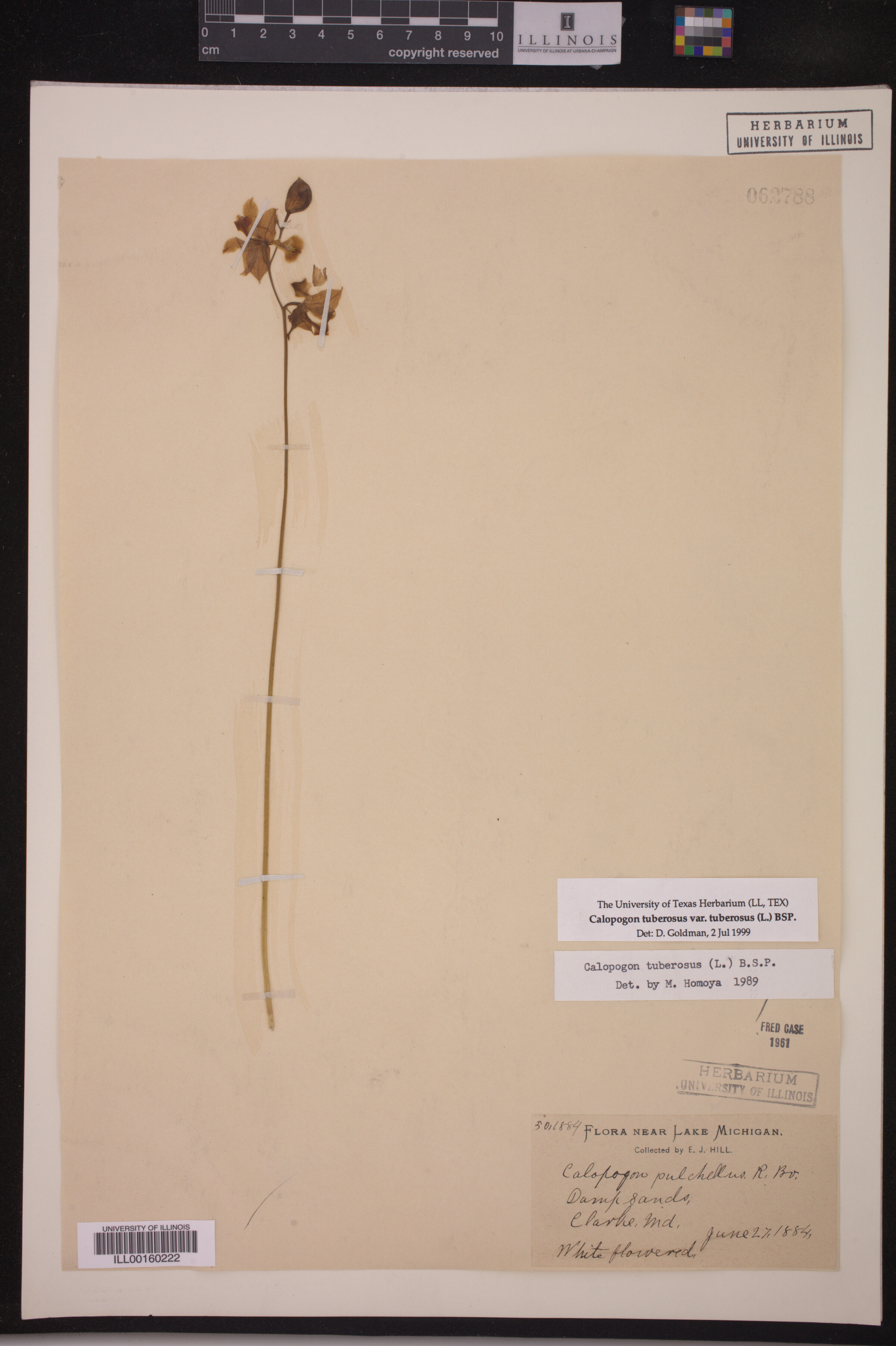 Calopogon tuberosus var. tuberosus image