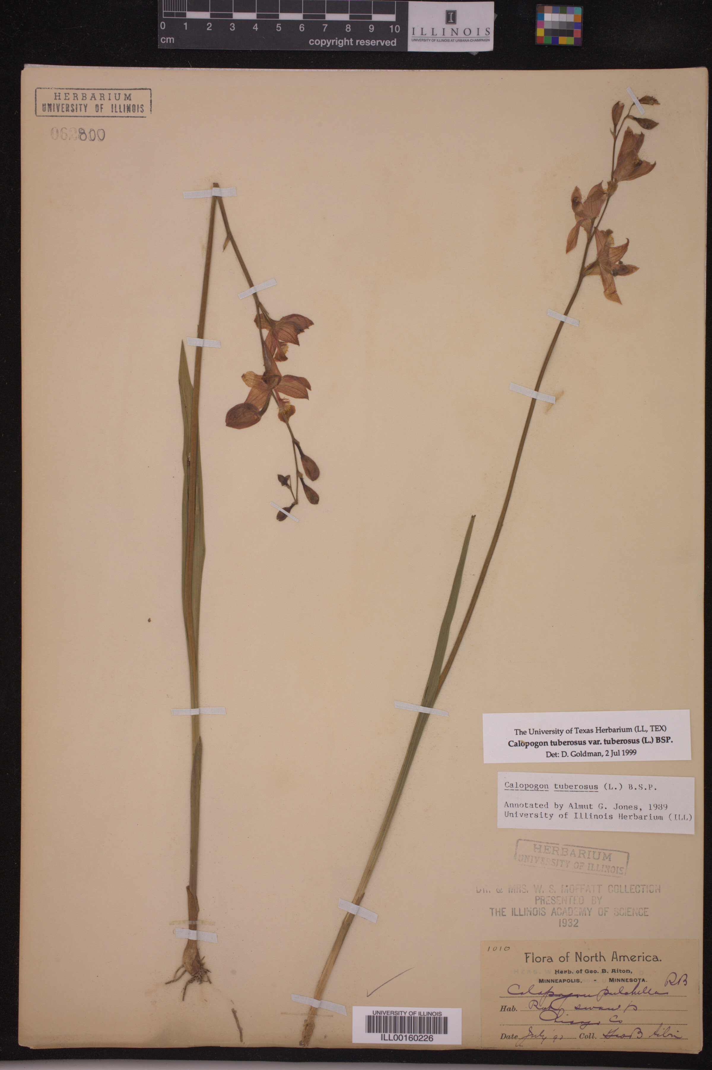 Calopogon tuberosus var. tuberosus image