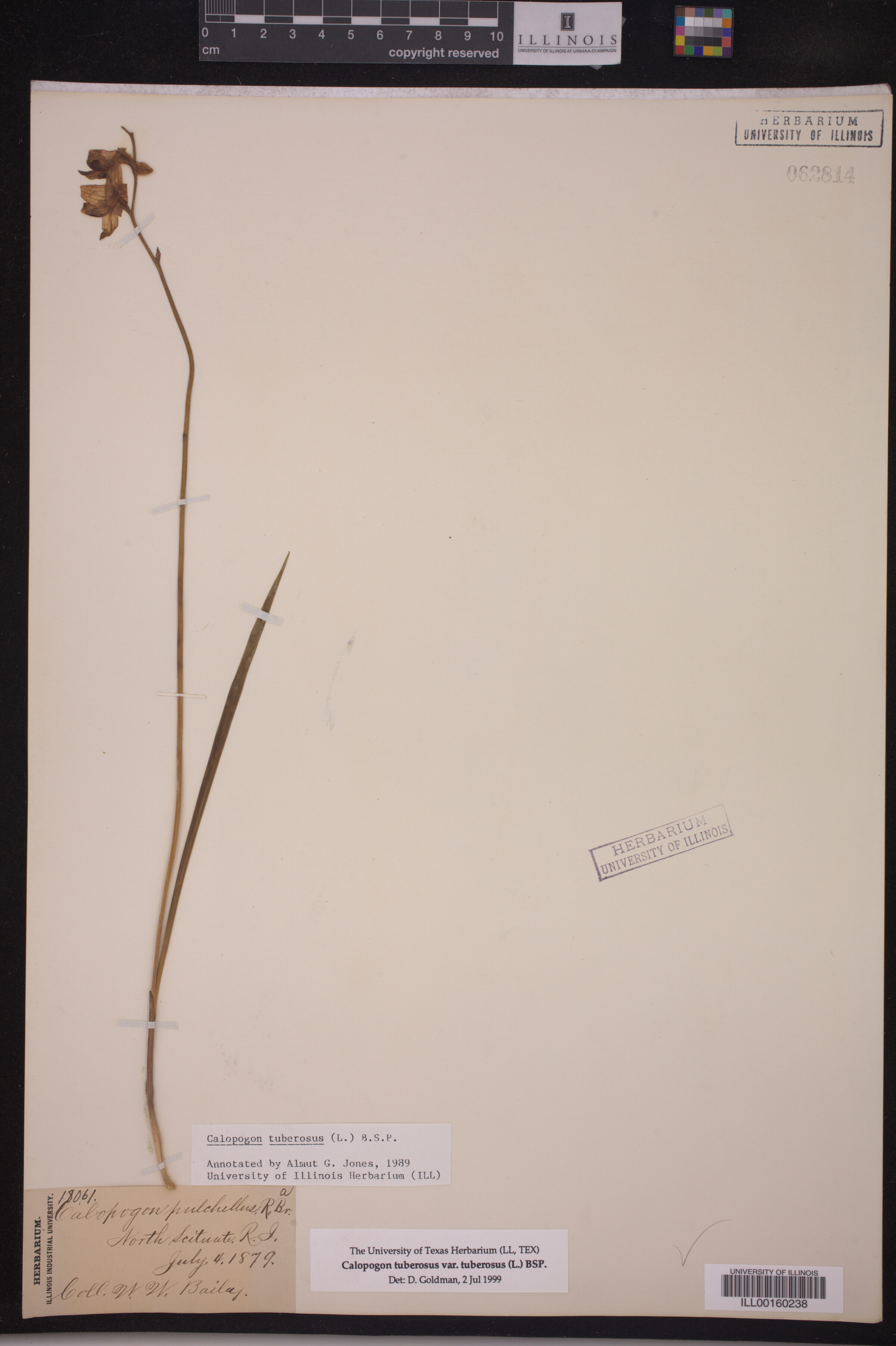 Calopogon tuberosus var. tuberosus image