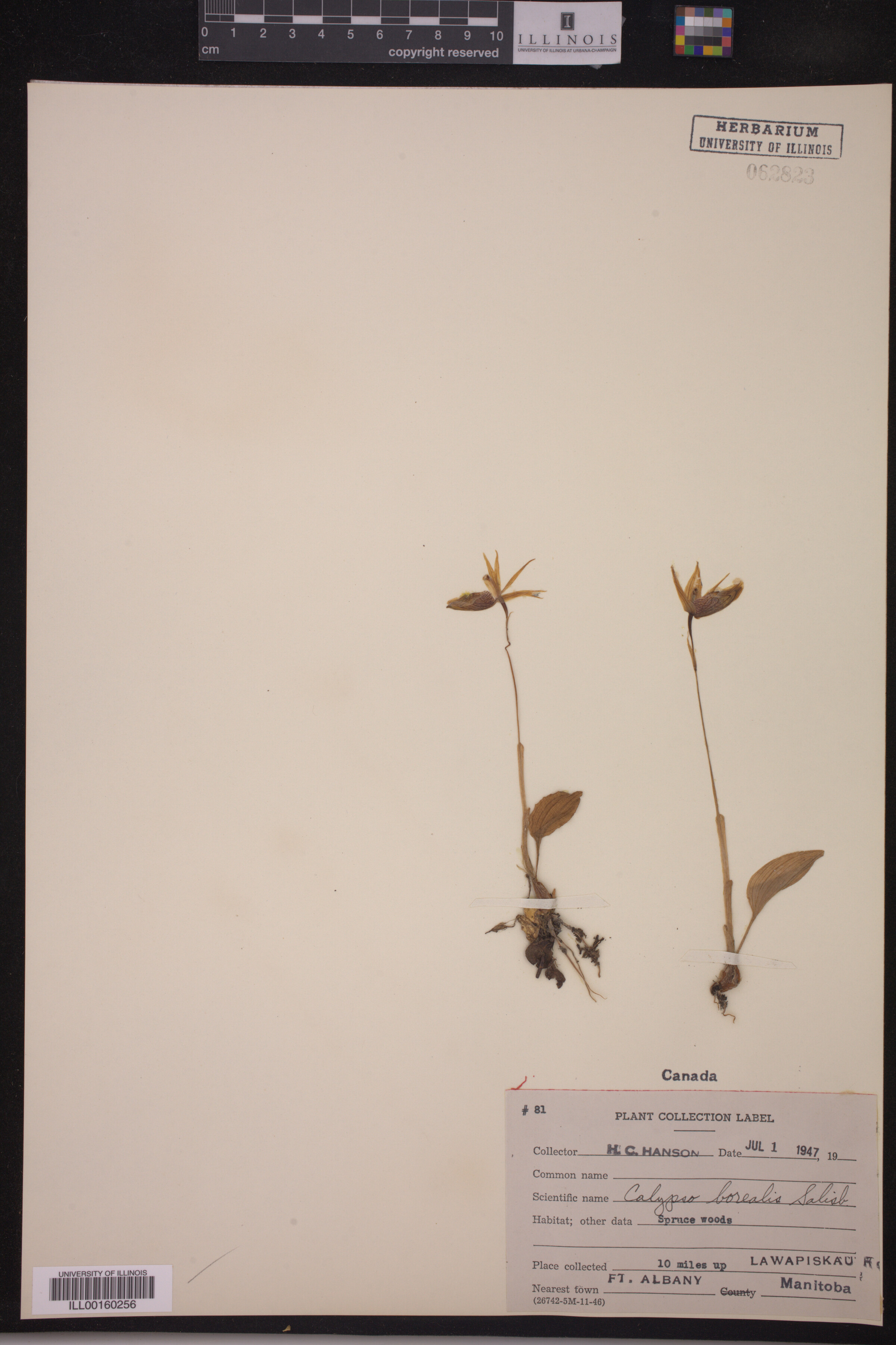 Calypso bulbosa image