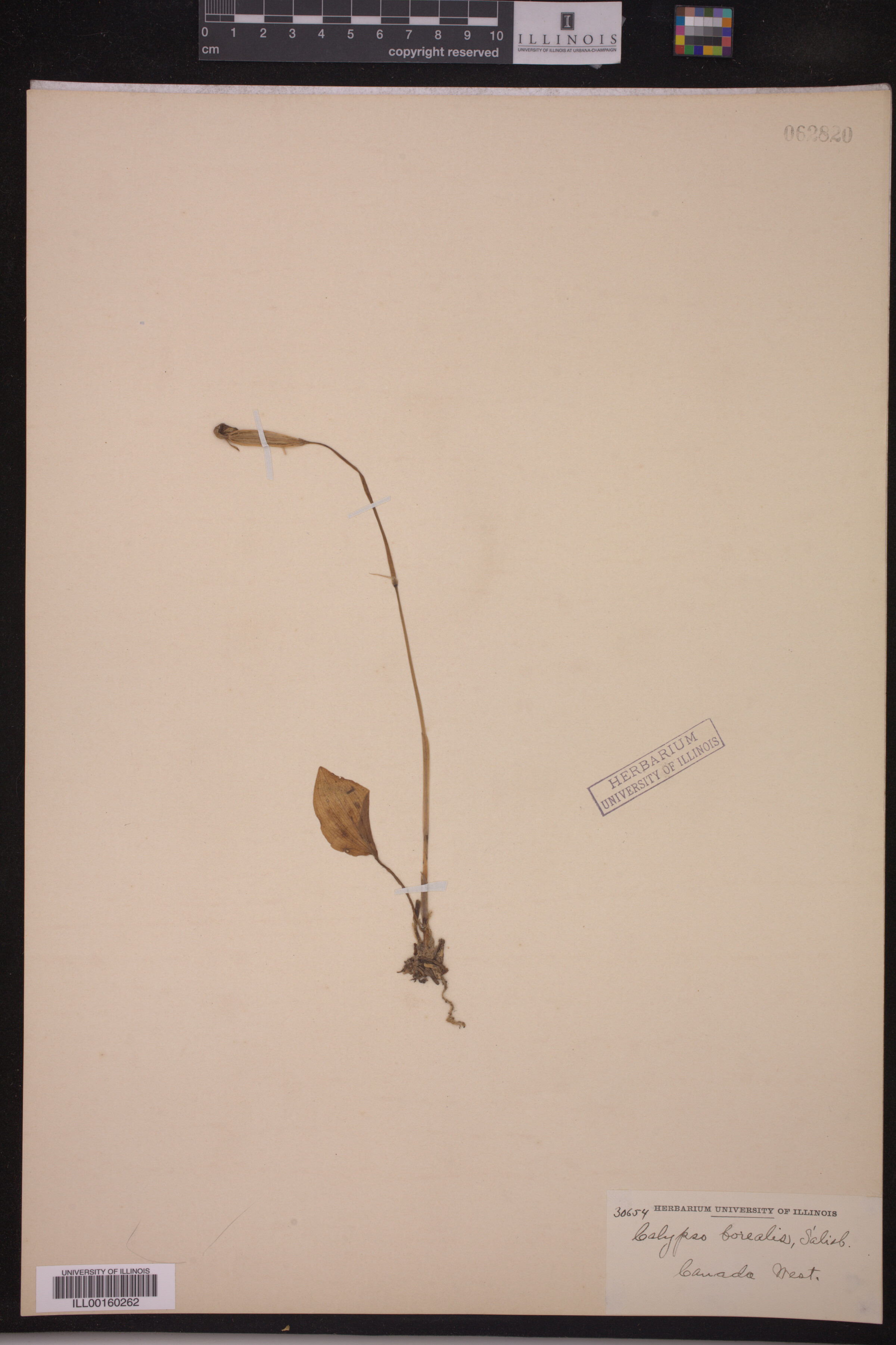 Calypso bulbosa image