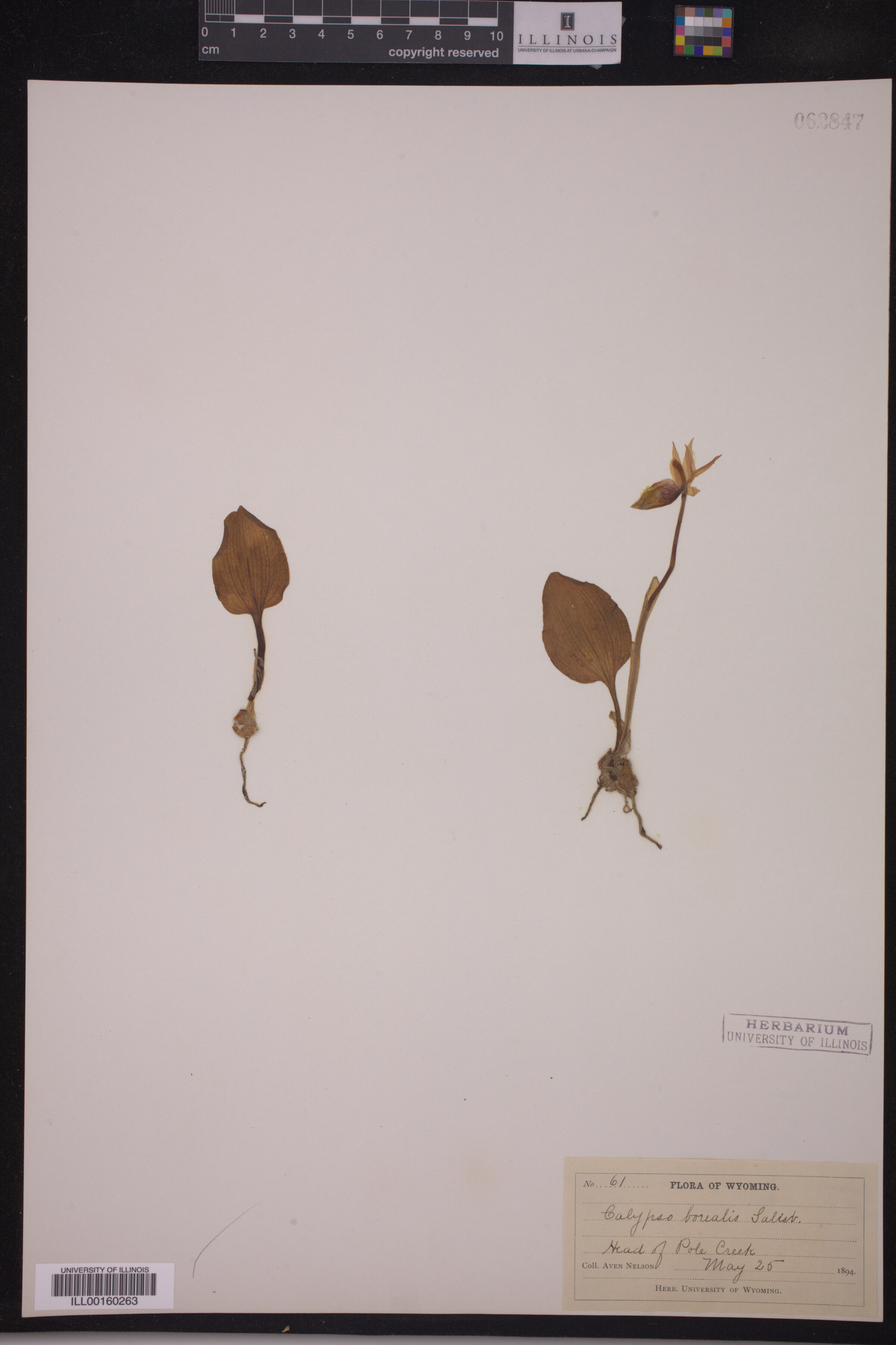 Calypso bulbosa image