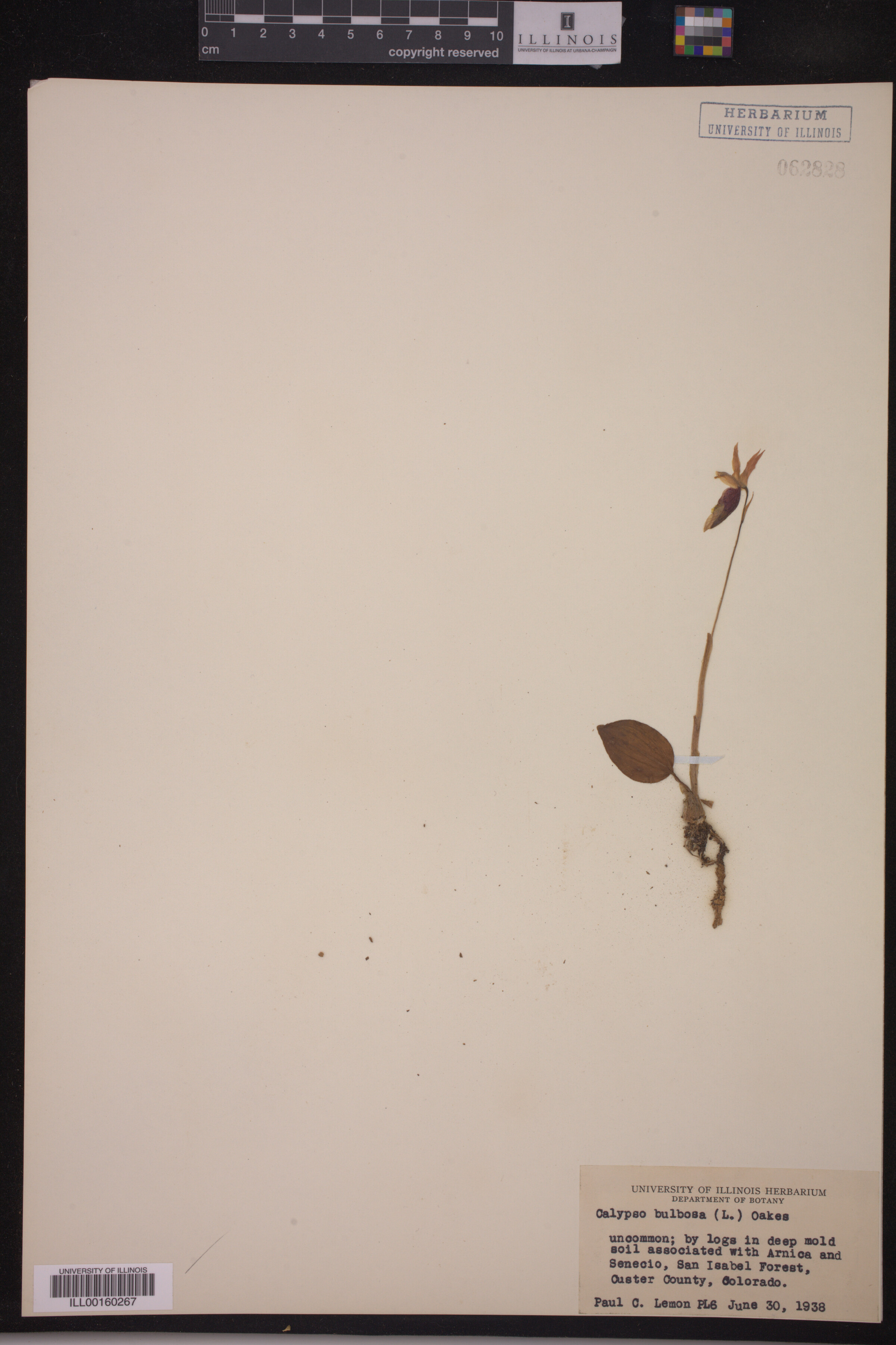 Calypso bulbosa image