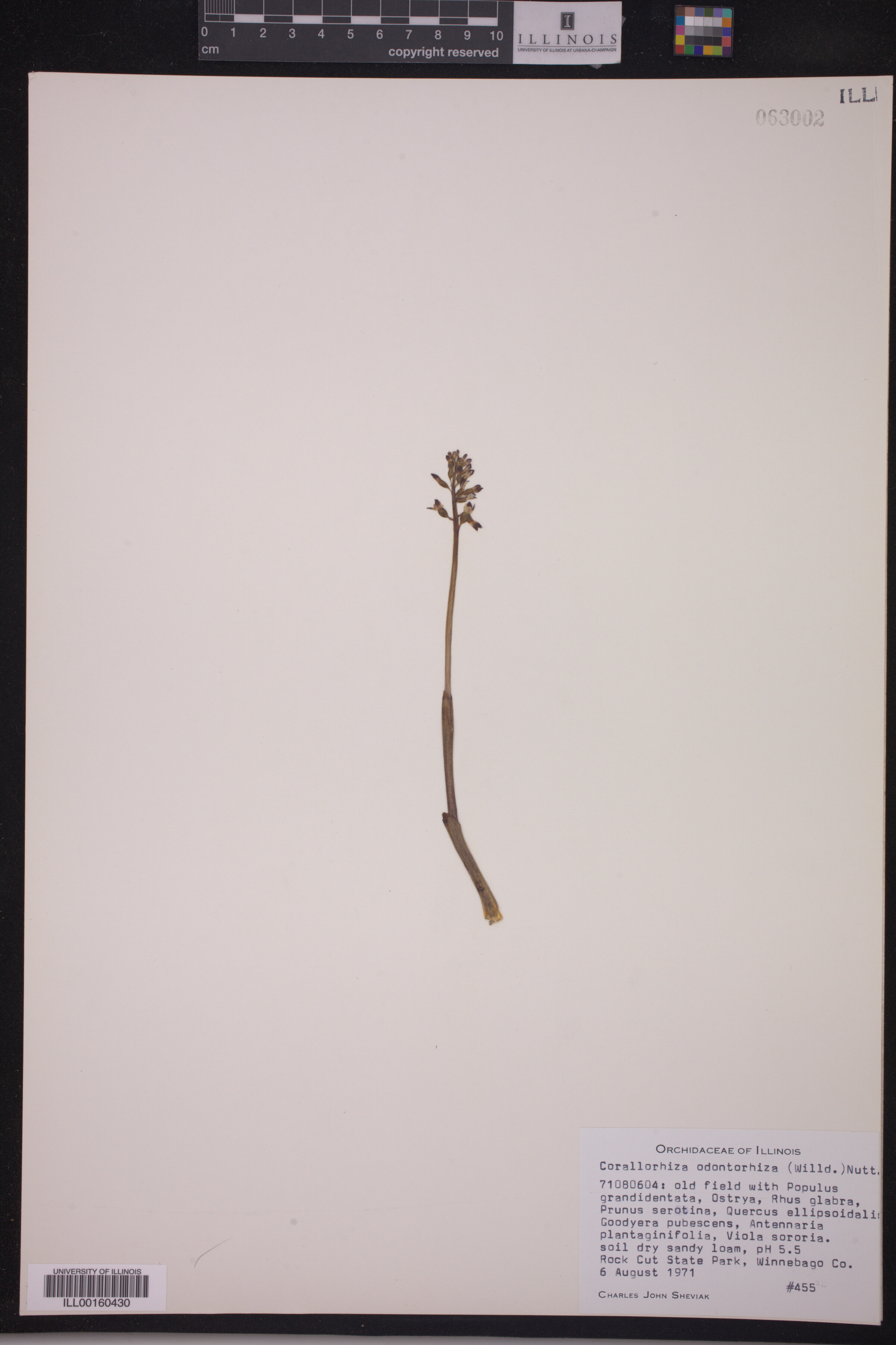 Corallorhiza odontorhiza image