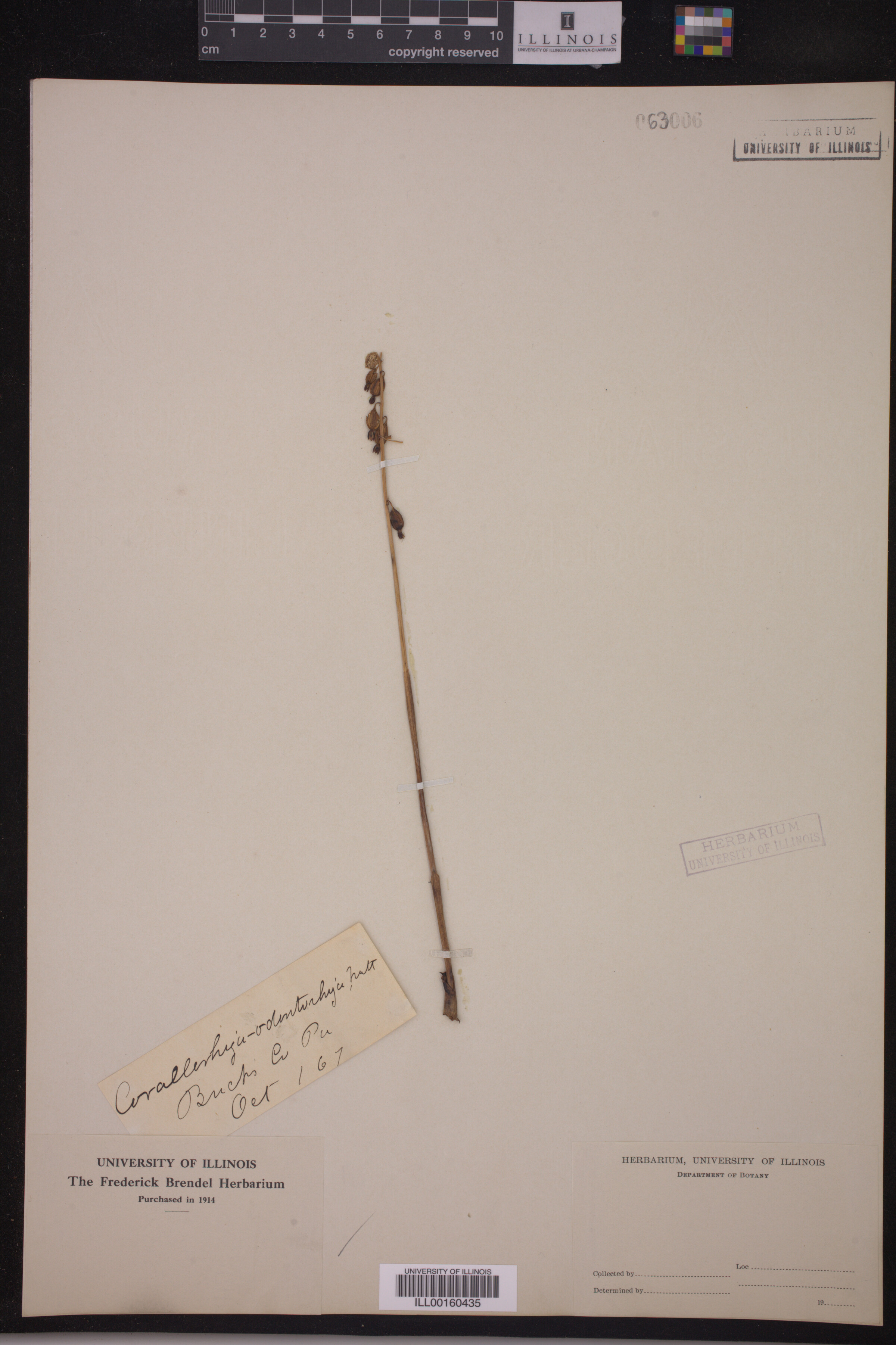 Corallorhiza odontorhiza image