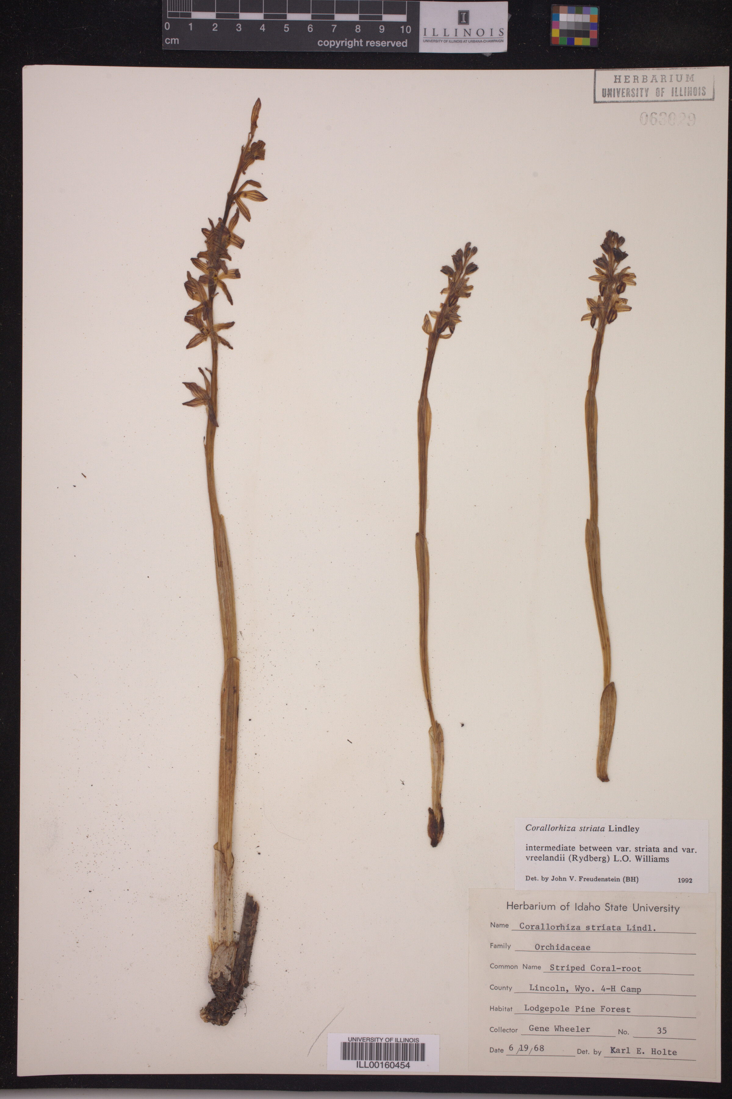 Corallorhiza striata image