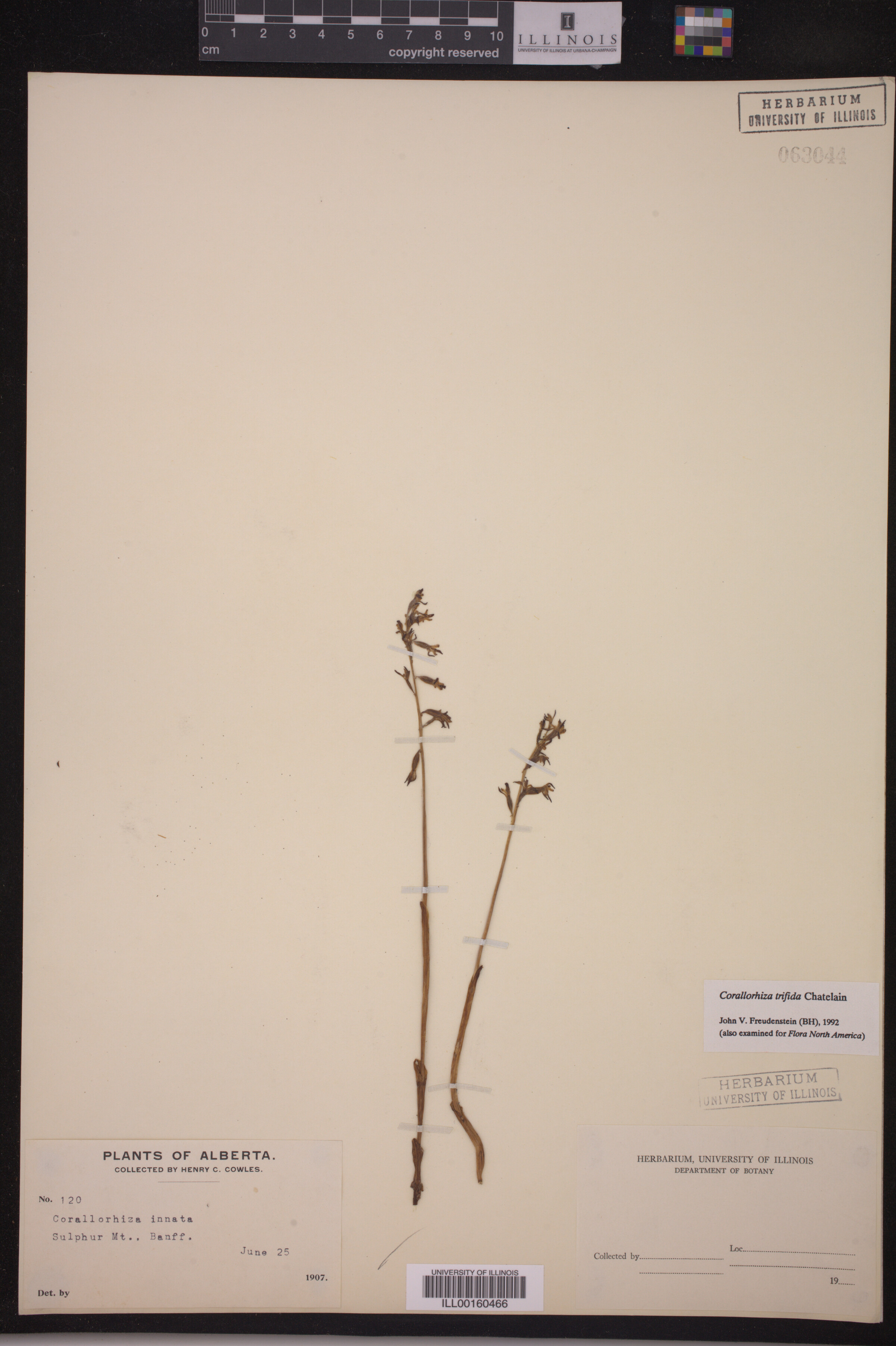 Corallorhiza image