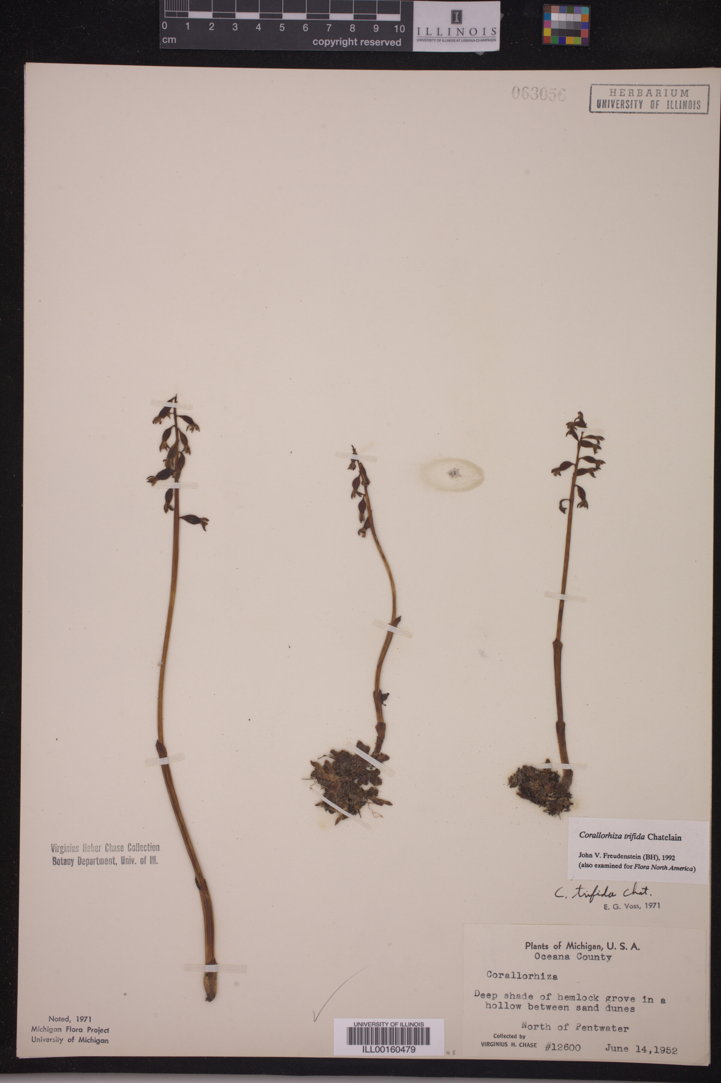 Corallorhiza trifida image