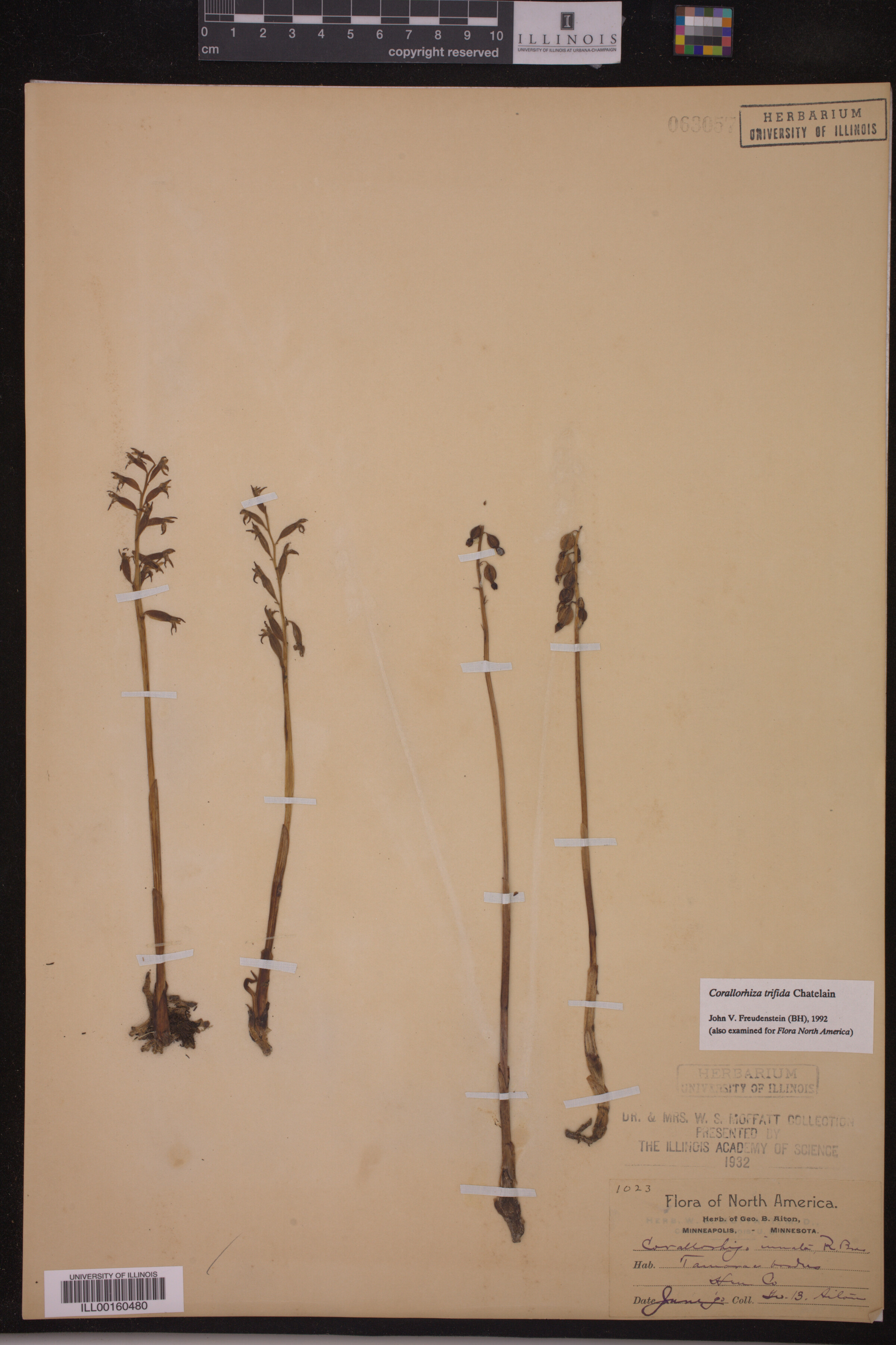 Corallorhiza trifida image