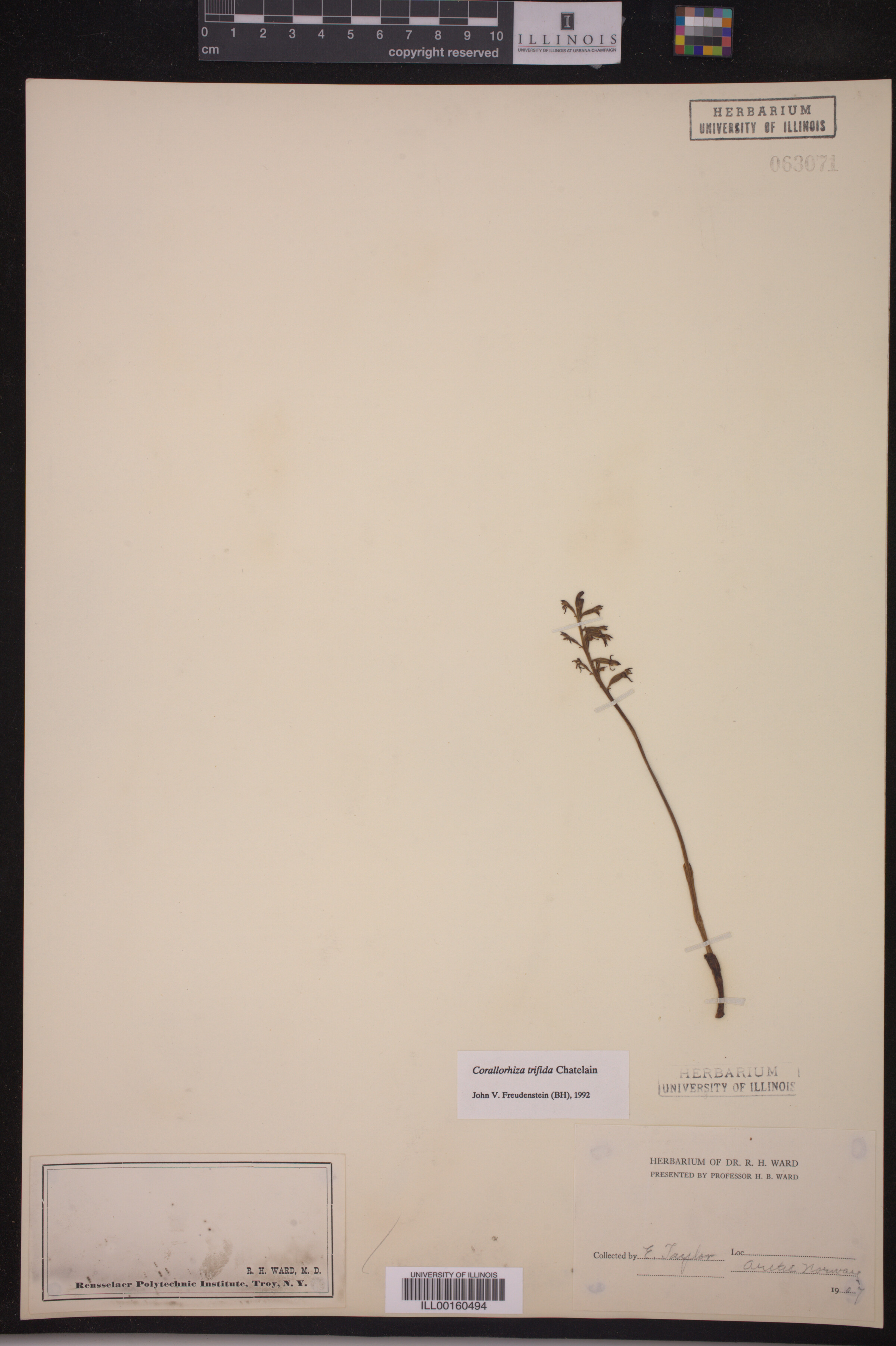 Corallorhiza trifida image