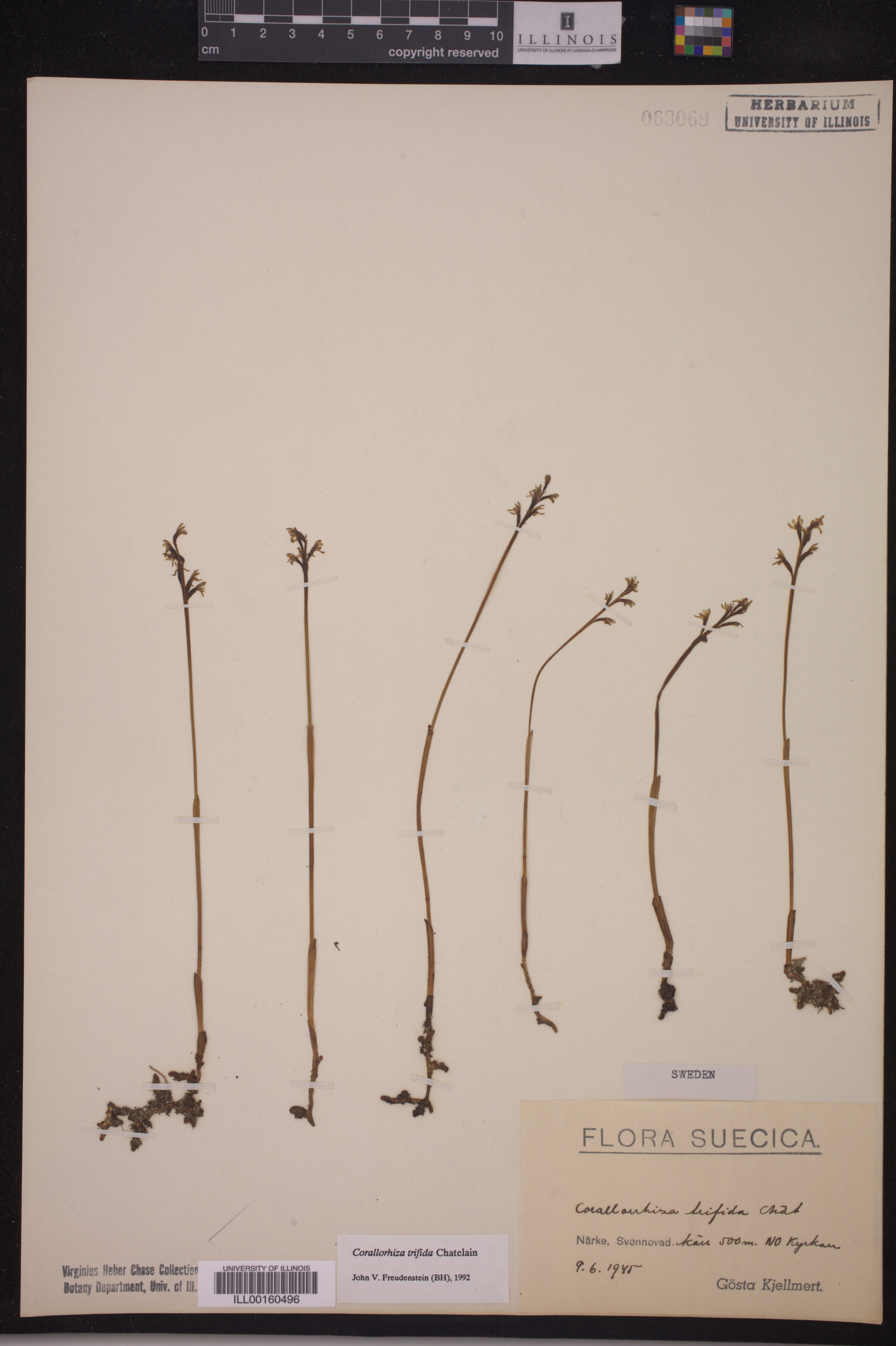 Corallorhiza trifida image