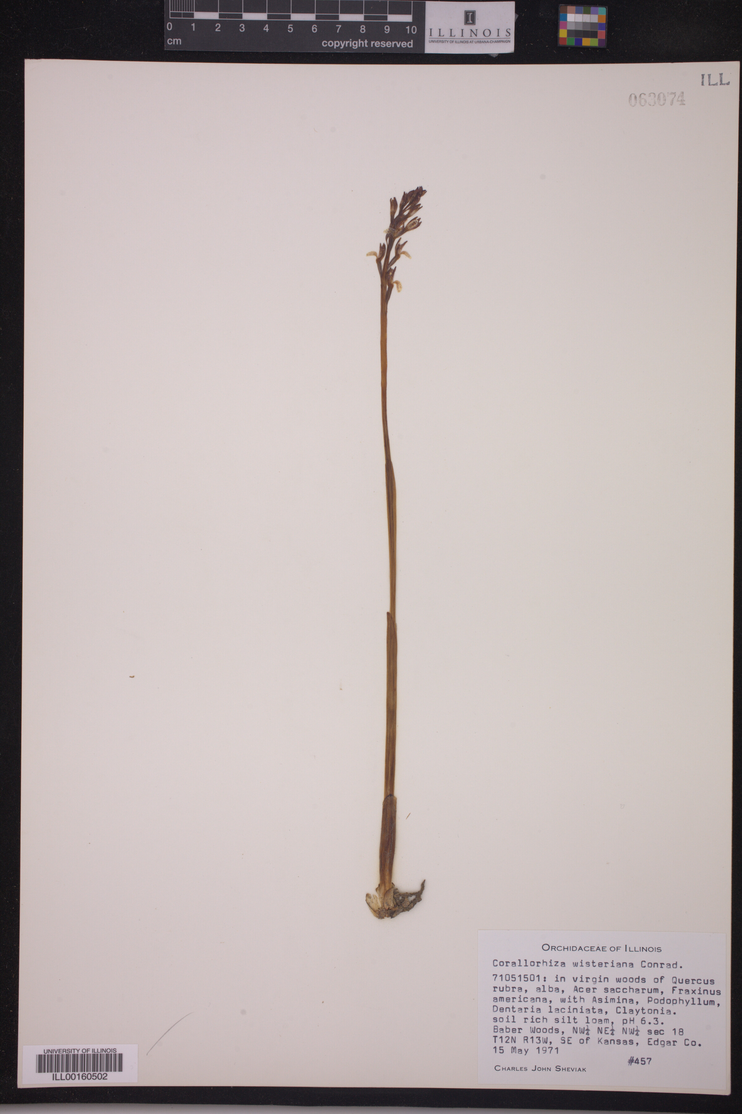 Corallorhiza wisteriana image