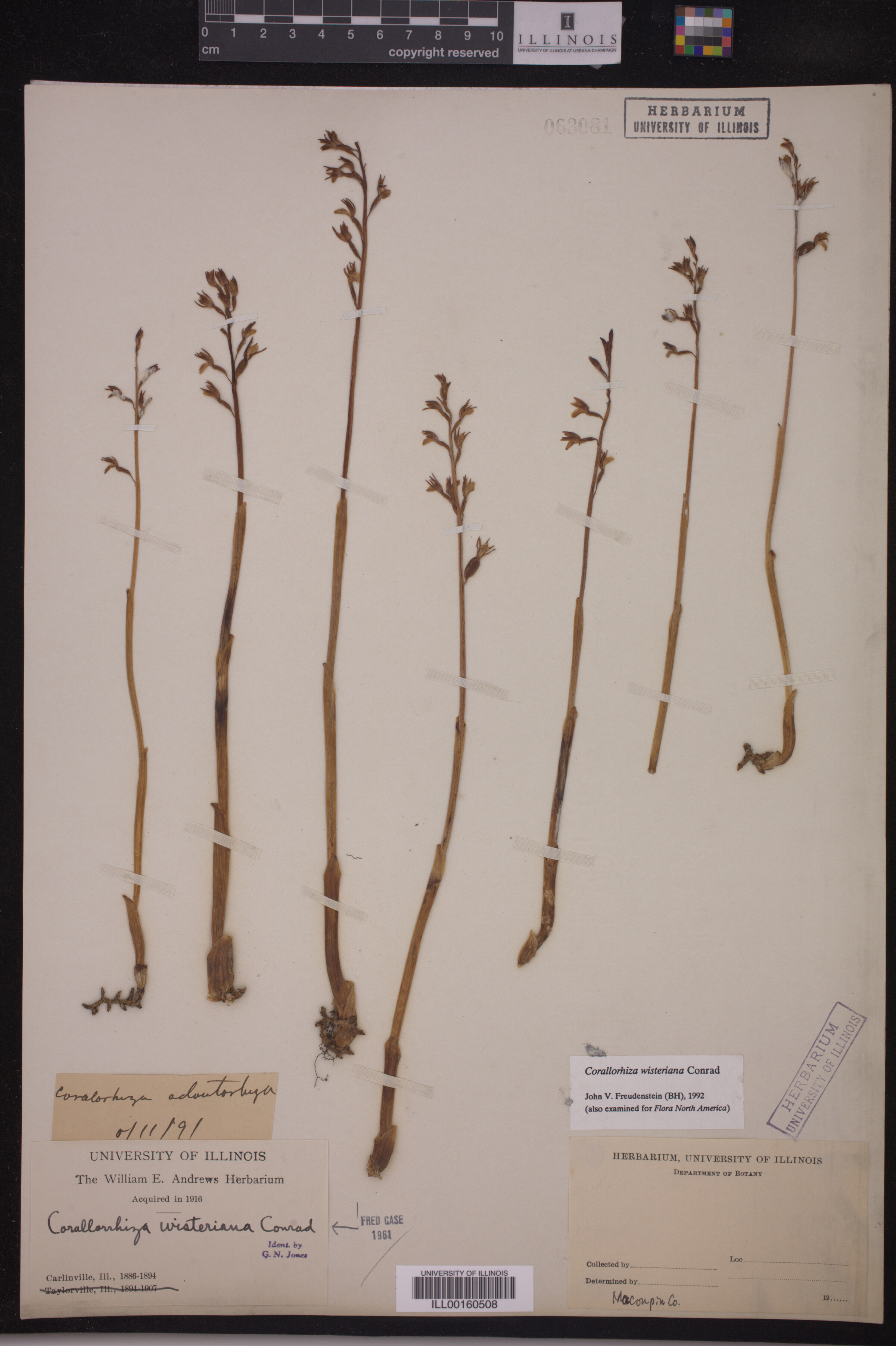 Corallorhiza wisteriana image