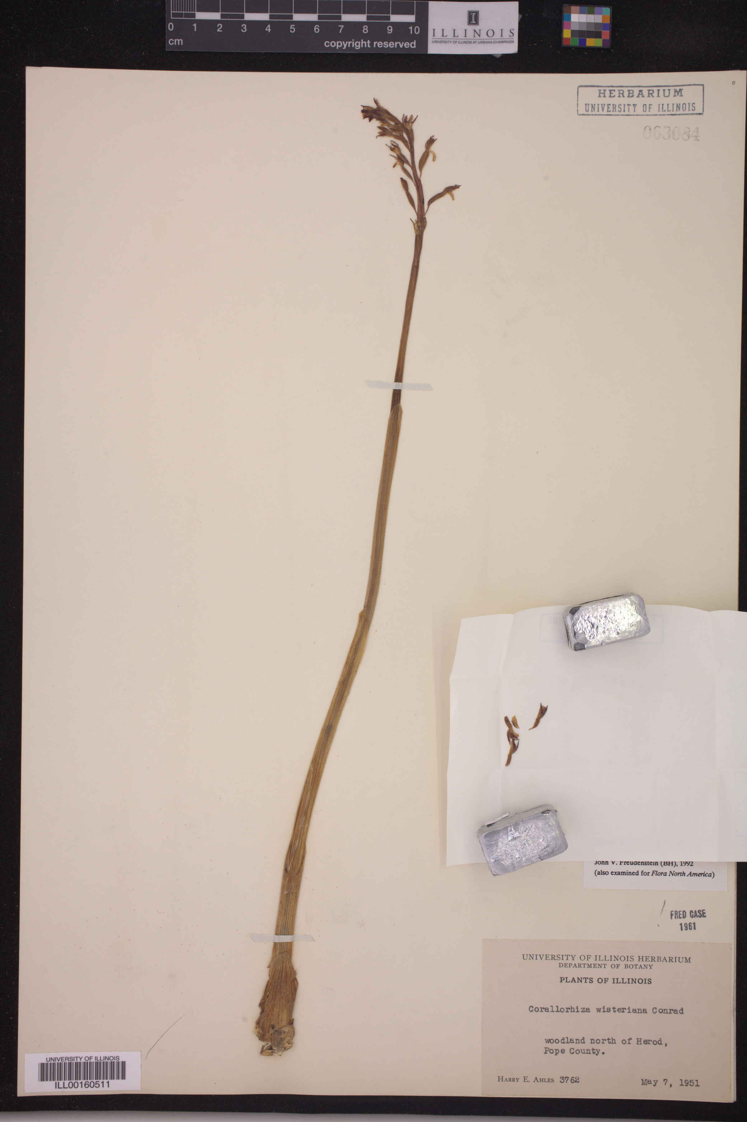 Corallorhiza wisteriana image