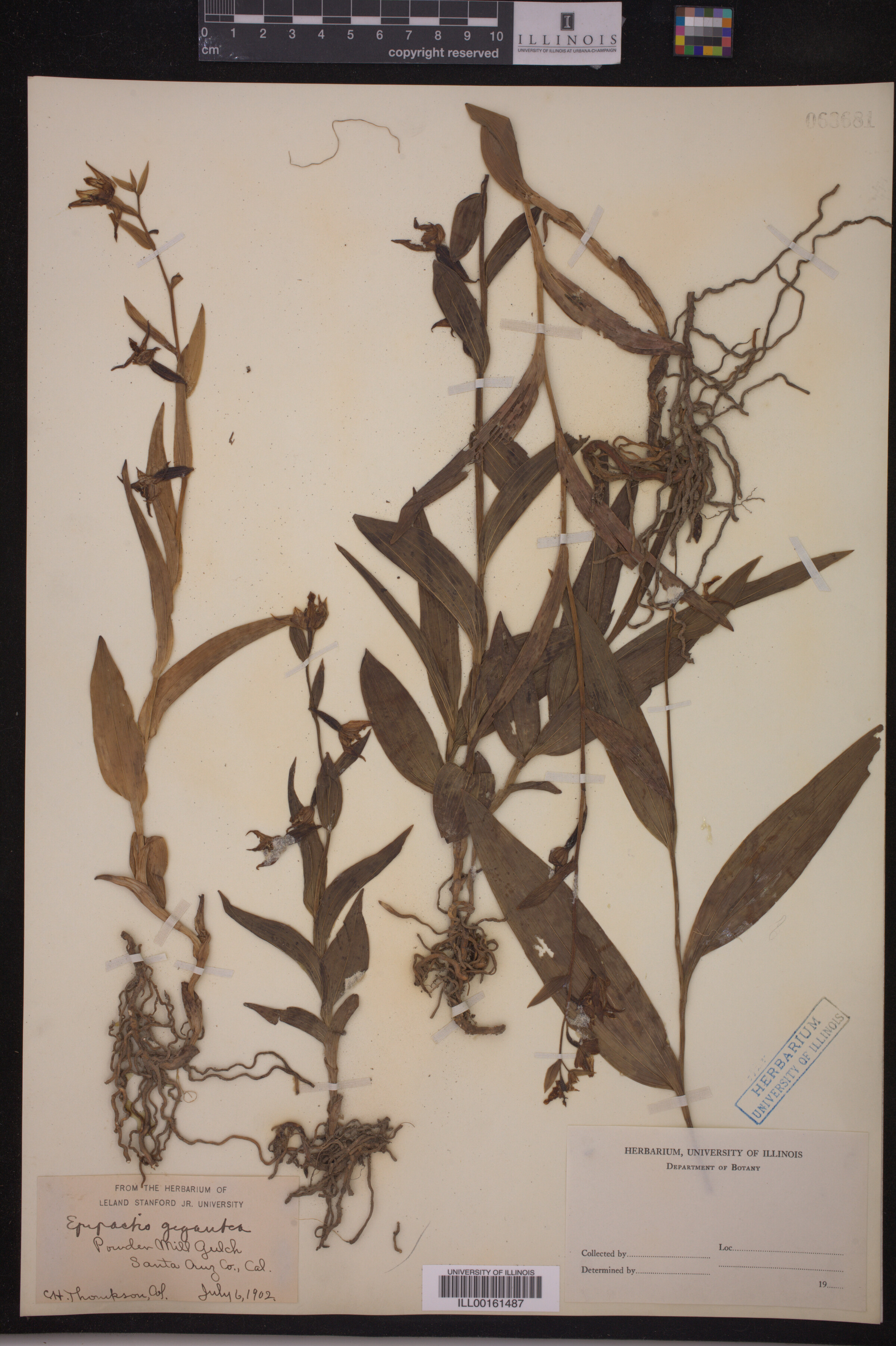 Epipactis gigantea image