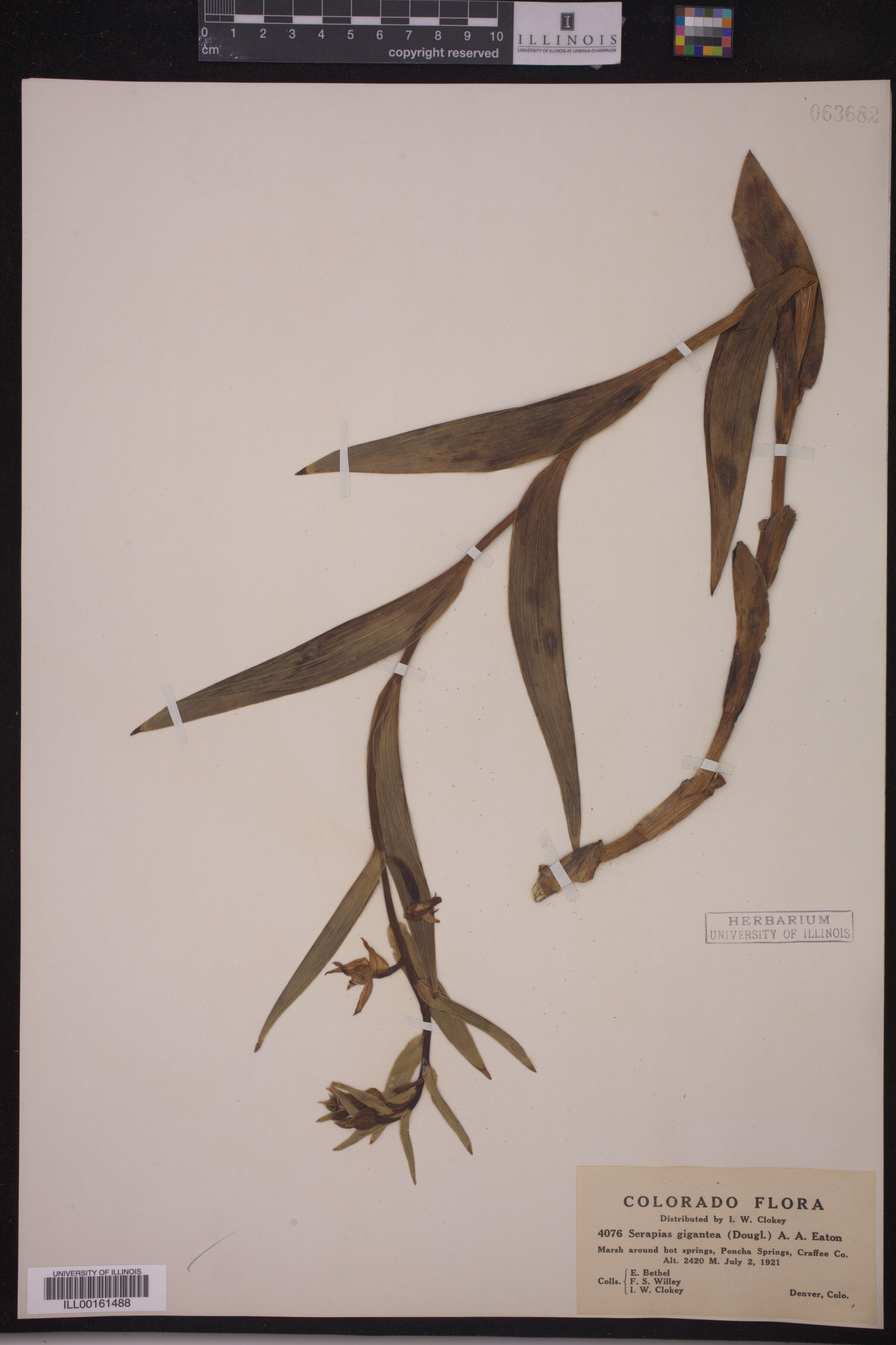 Epipactis gigantea image