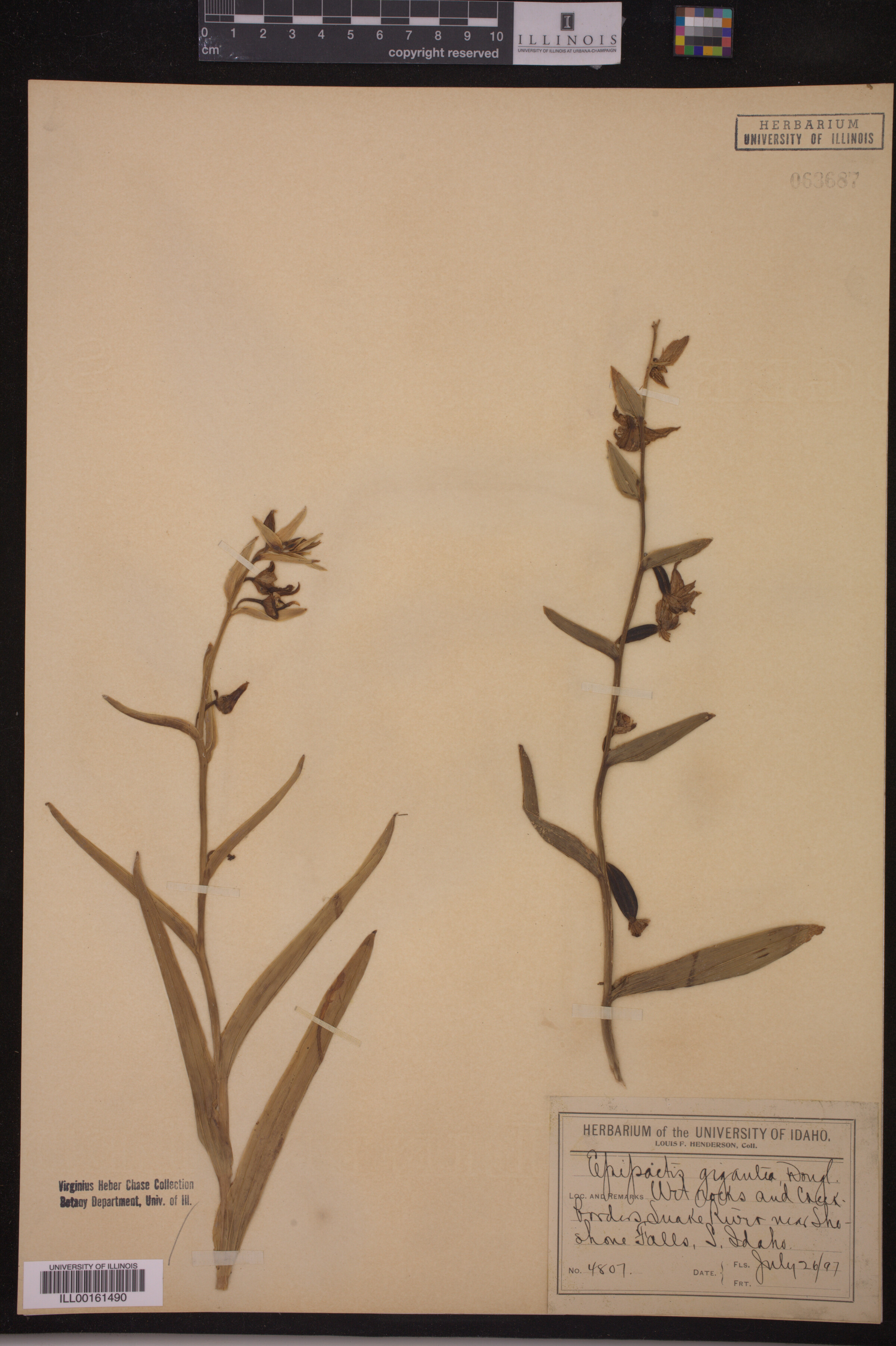 Epipactis gigantea image