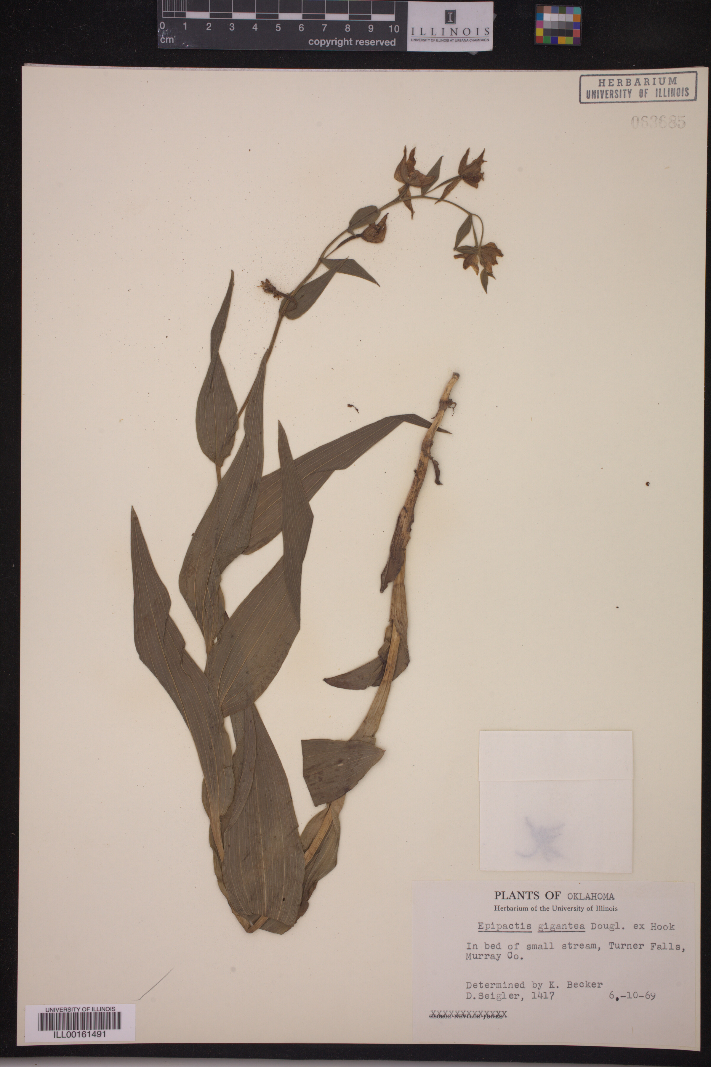 Epipactis gigantea image