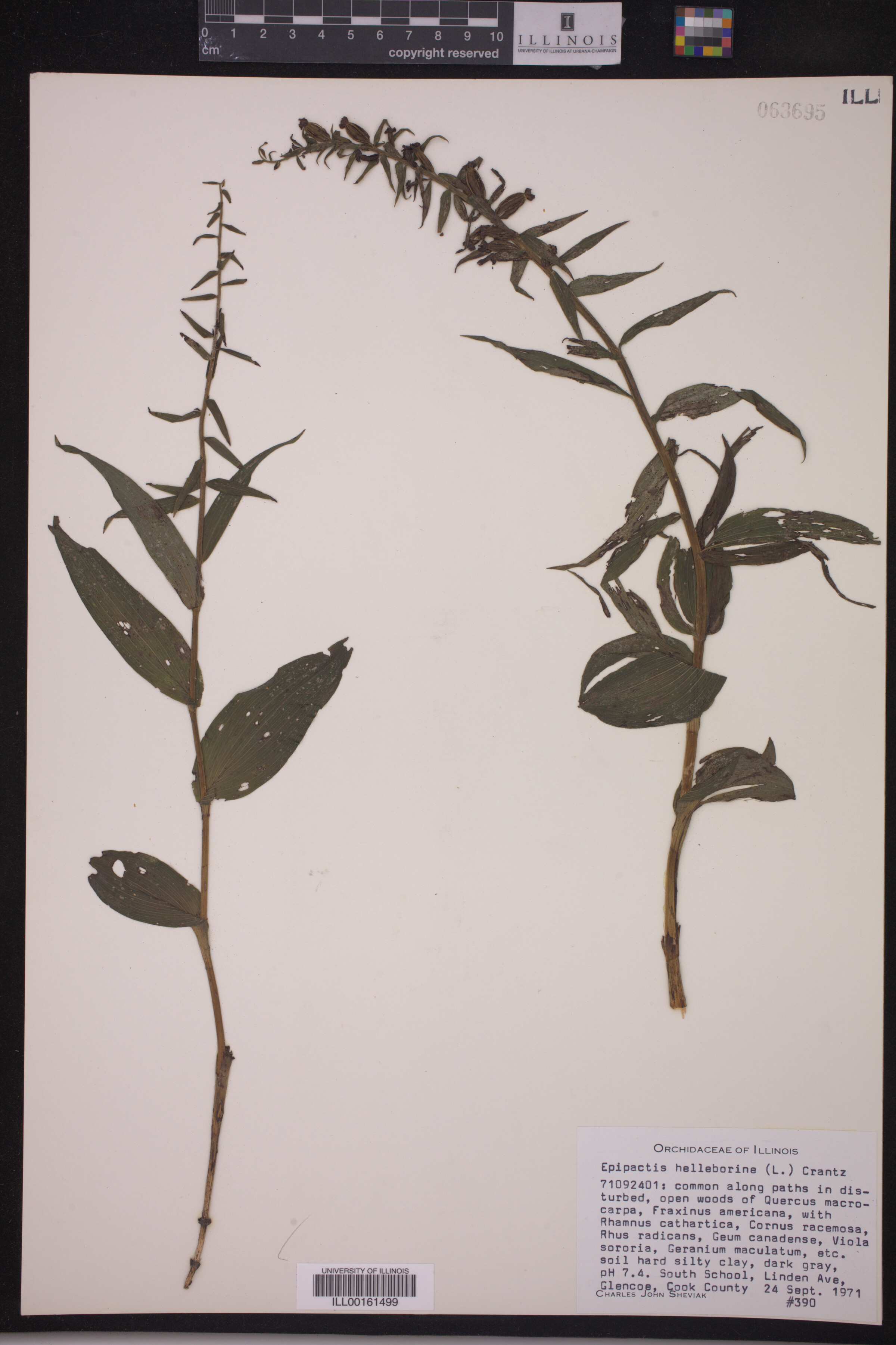 Epipactis helleborine image