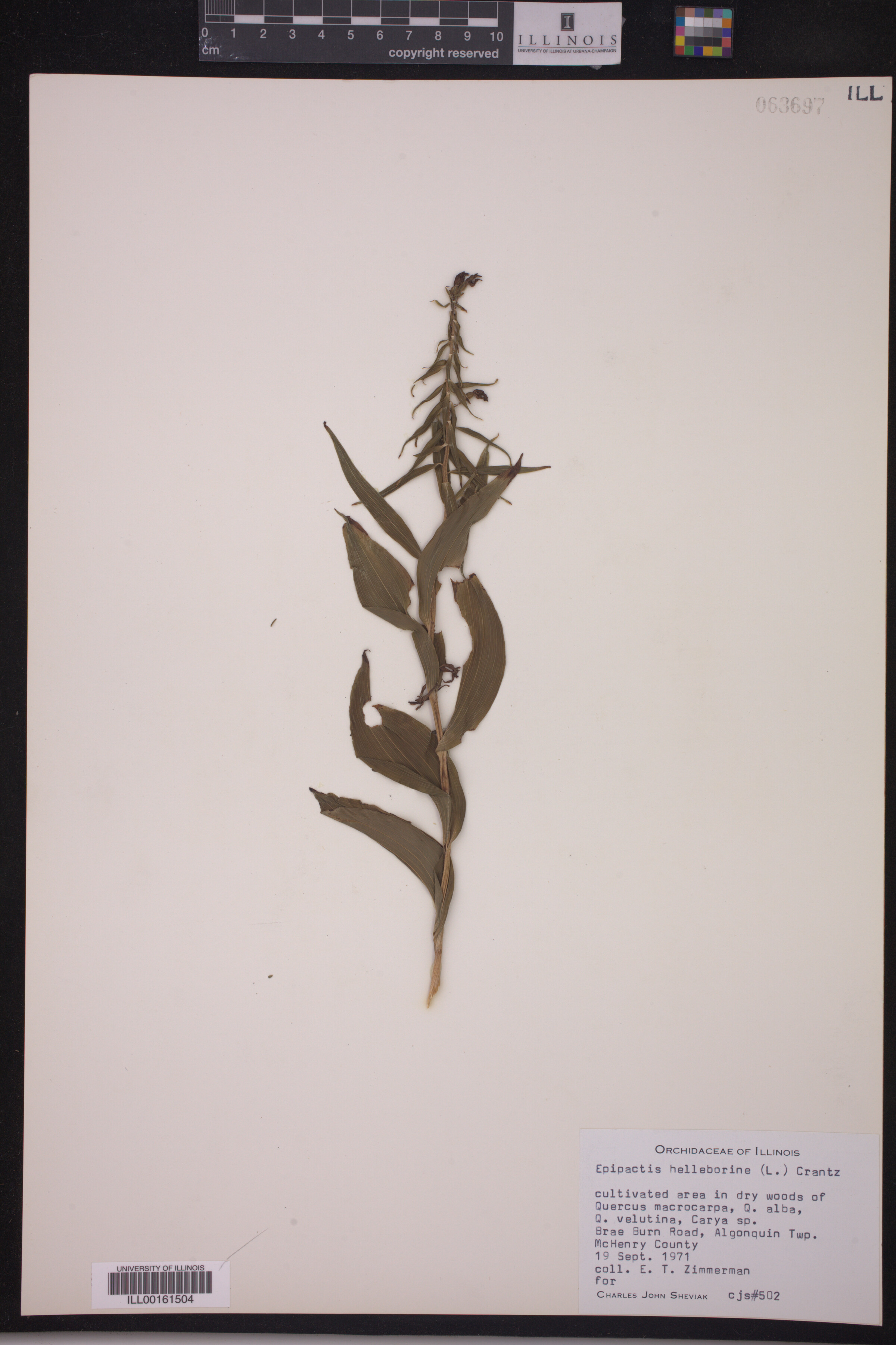 Epipactis helleborine image