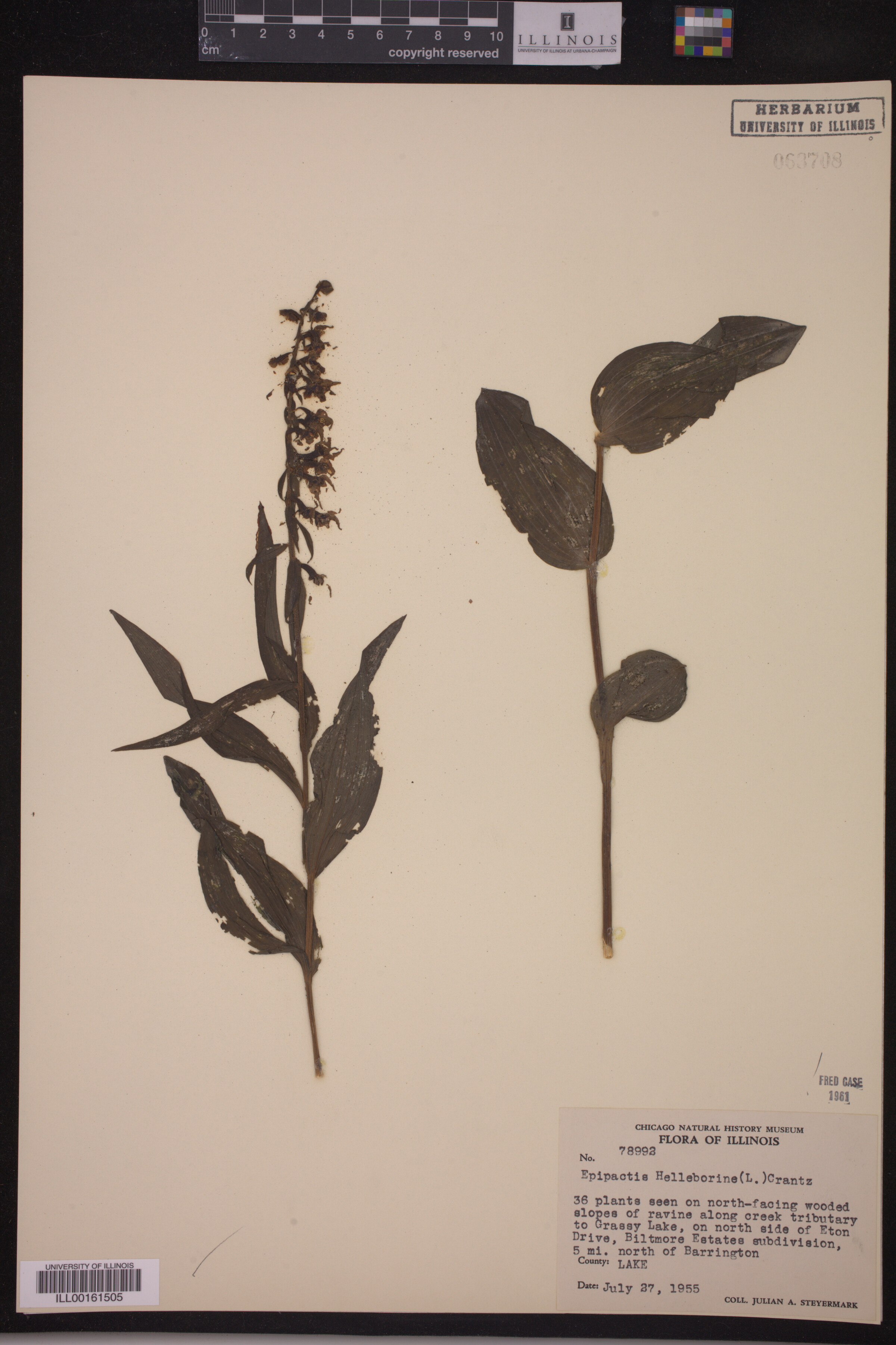 Epipactis image