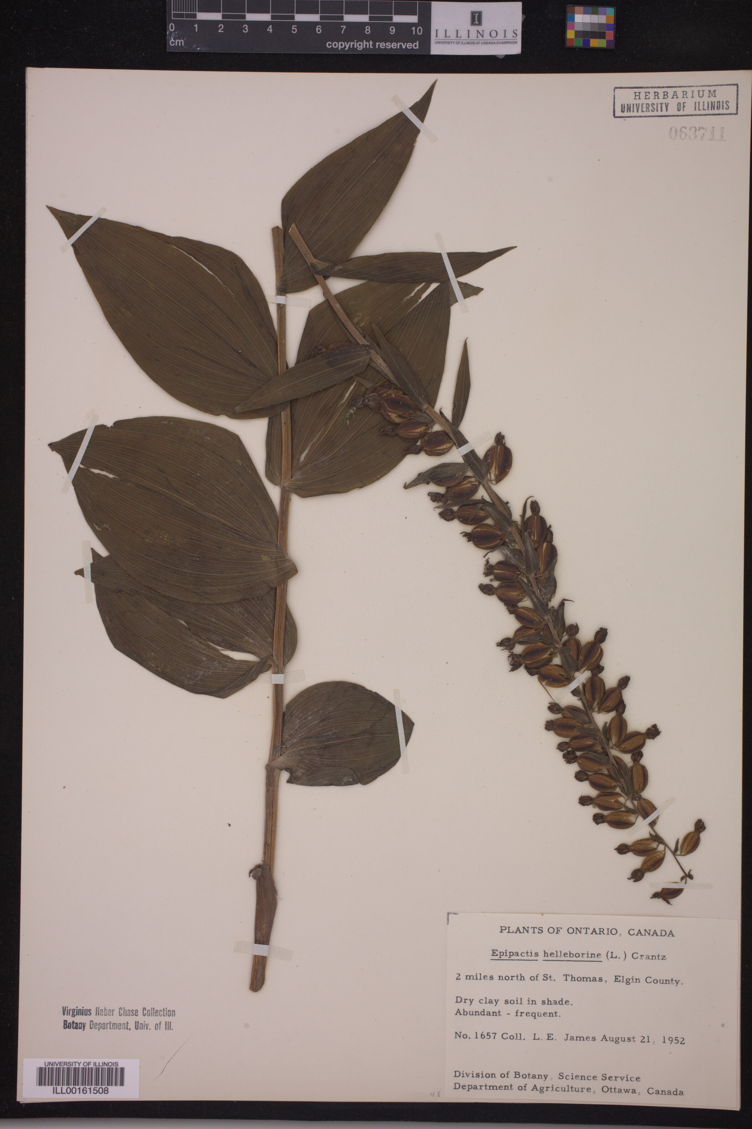Epipactis image
