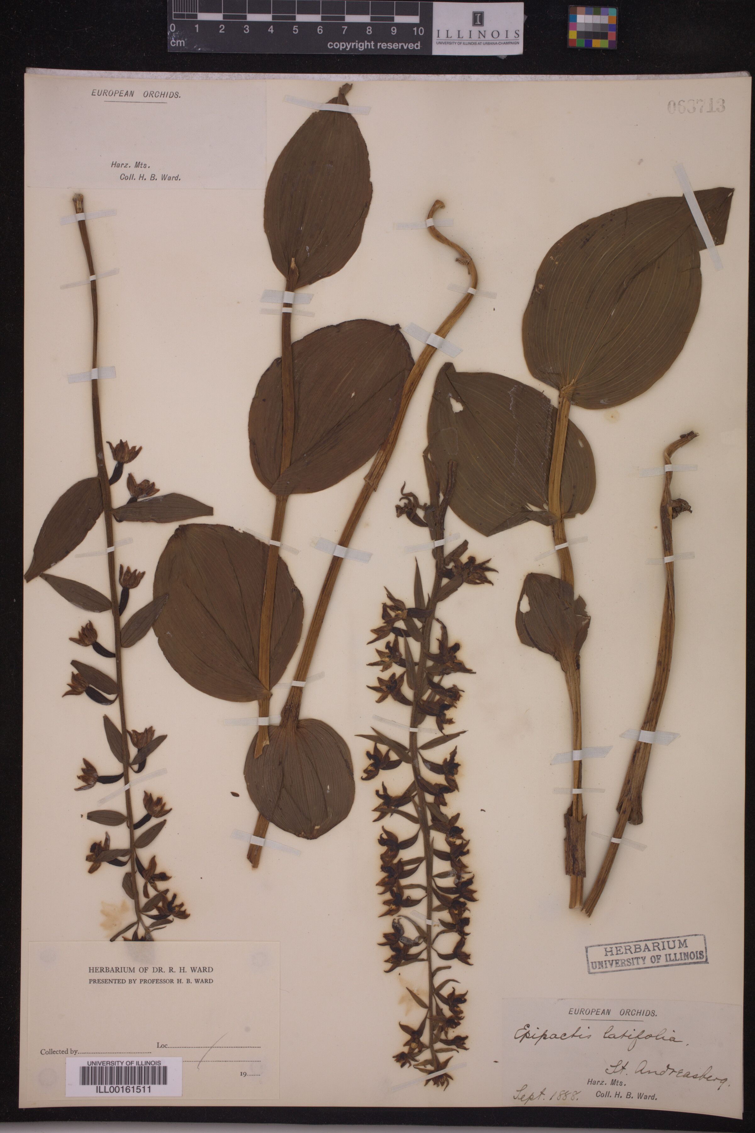 Epipactis helleborine image