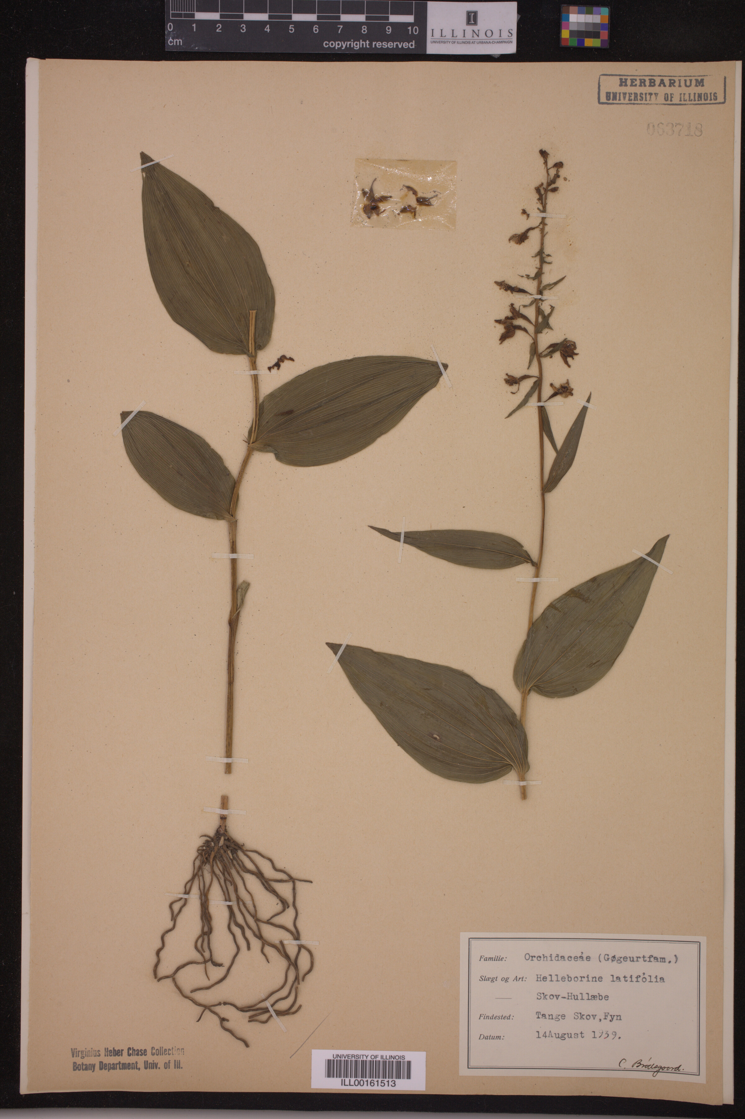 Epipactis helleborine image
