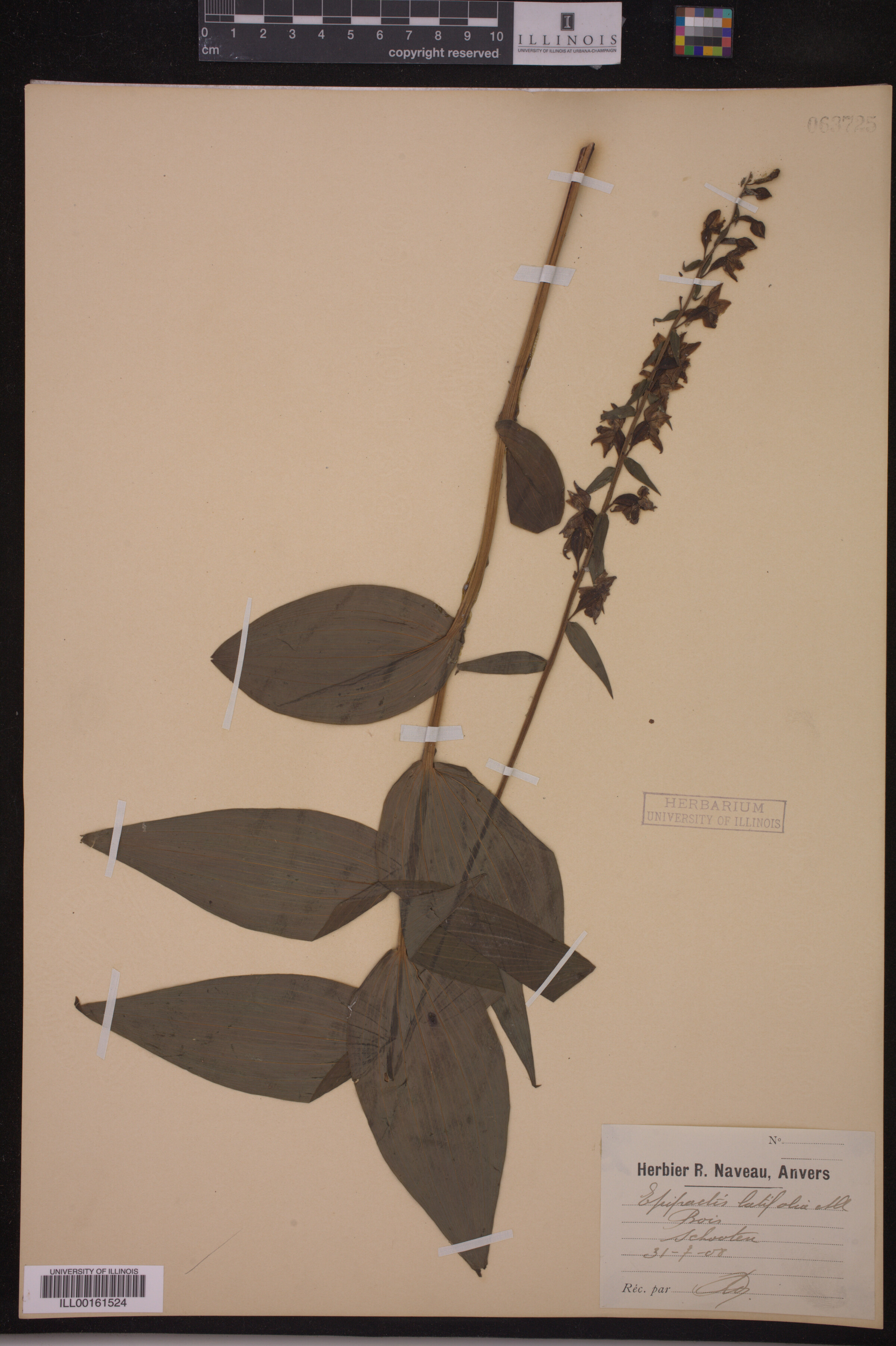 Epipactis helleborine image