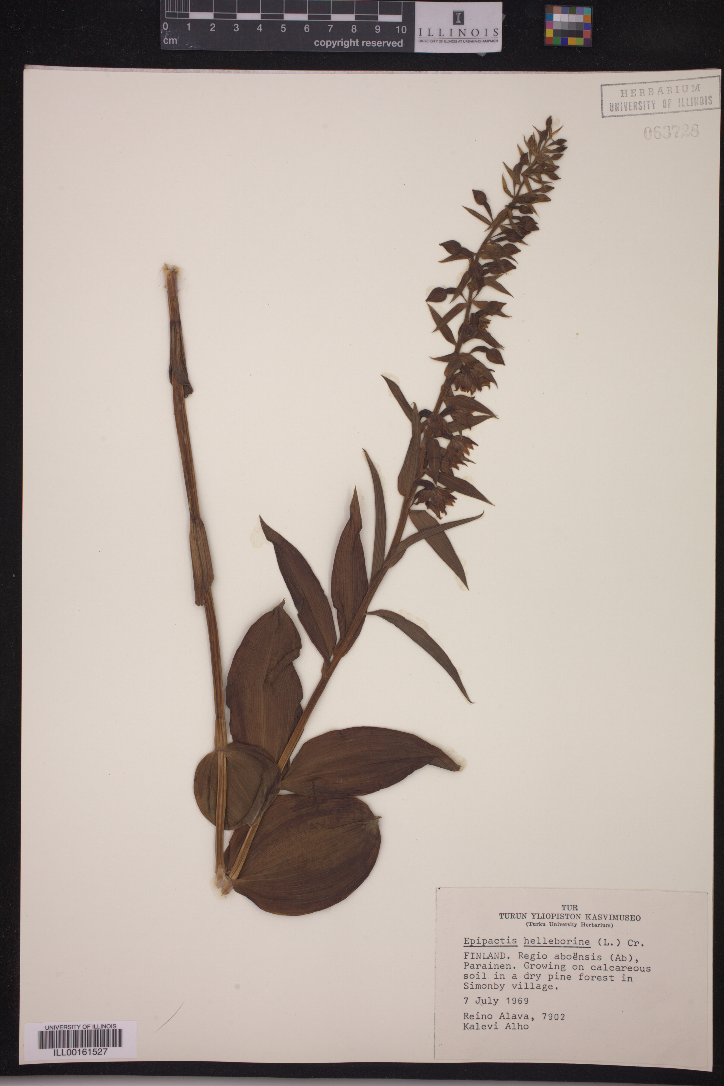 Epipactis image