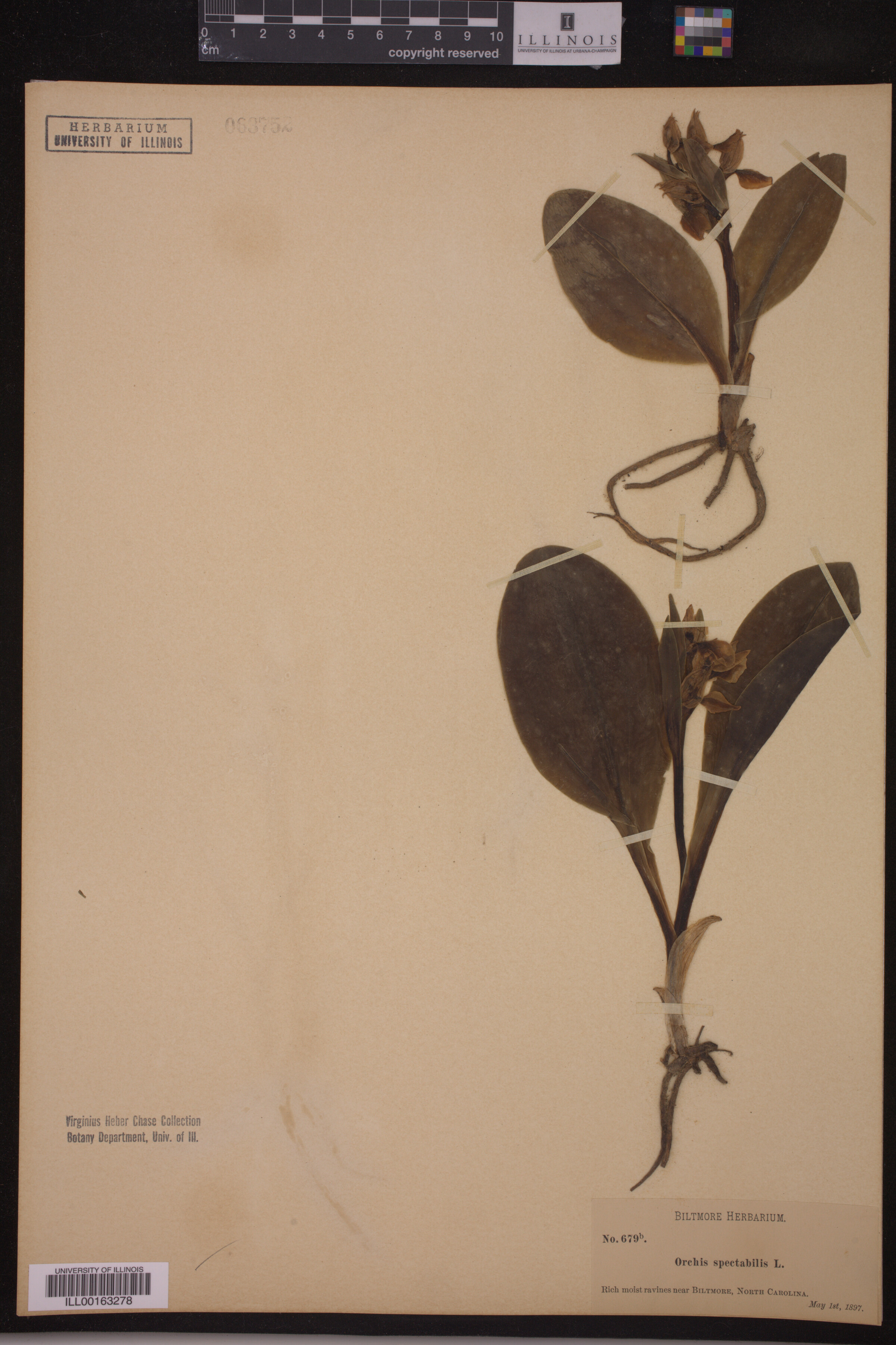 Galearis spectabilis image
