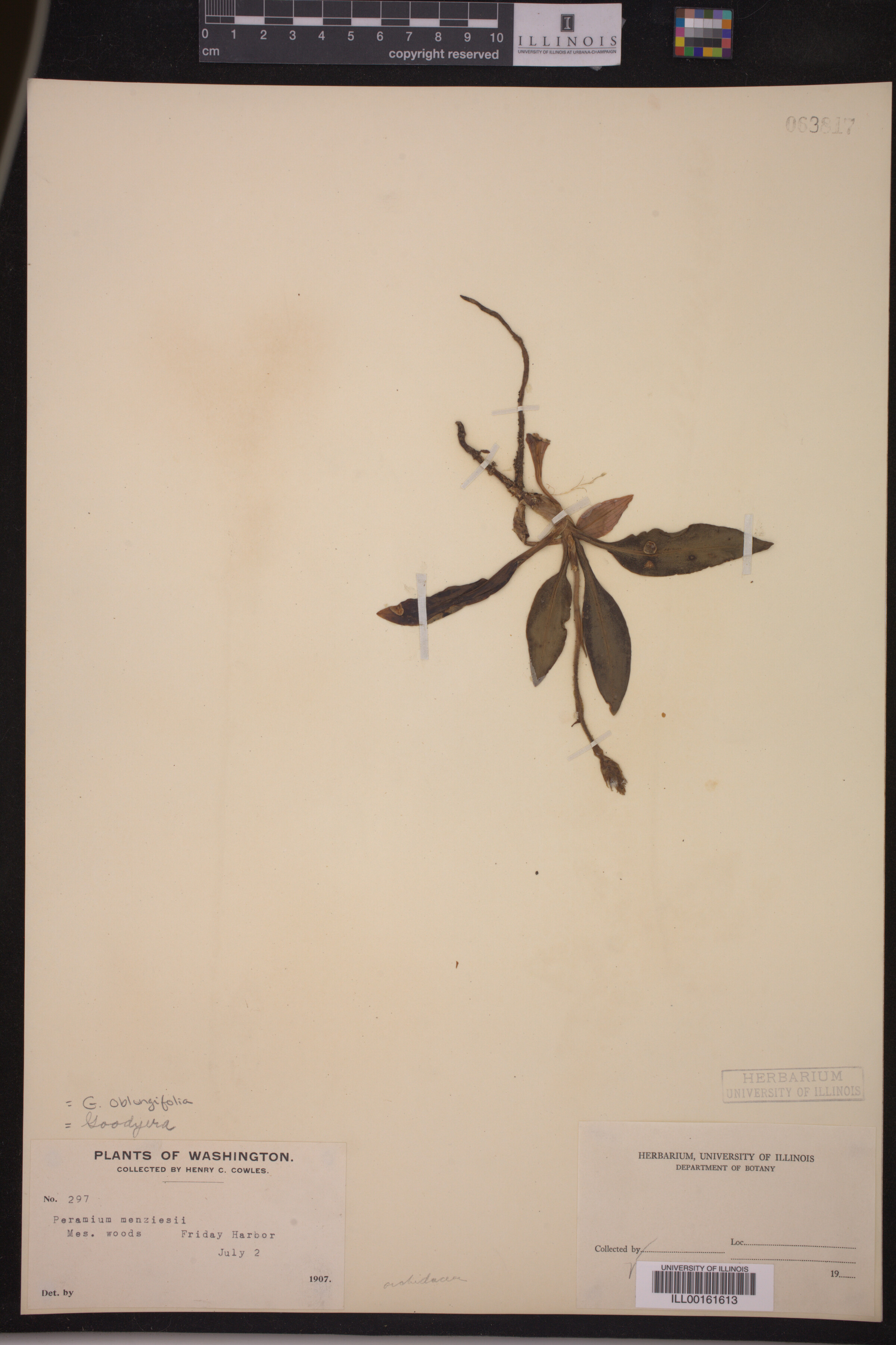 Goodyera oblongifolia image