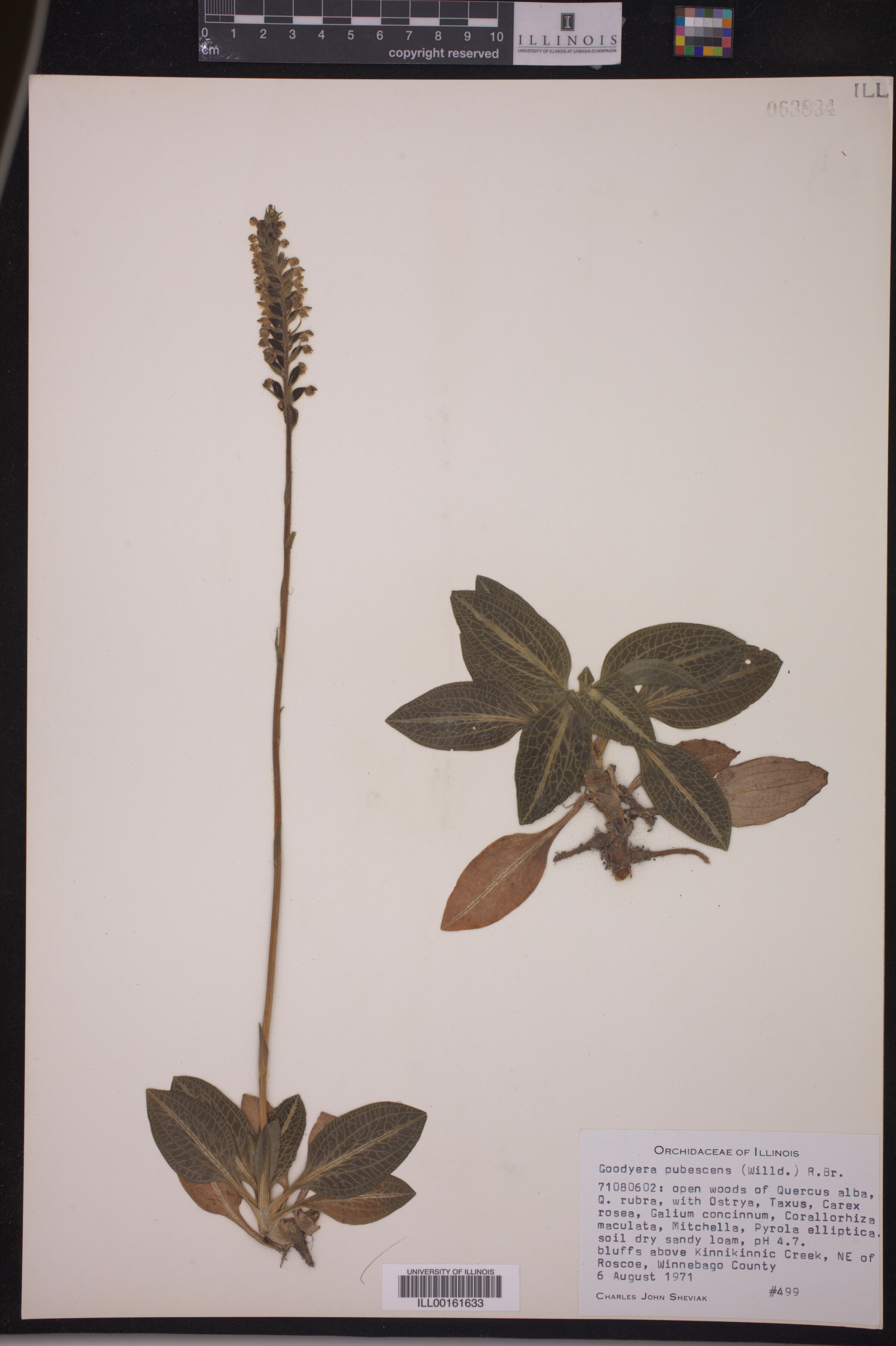 Goodyera image