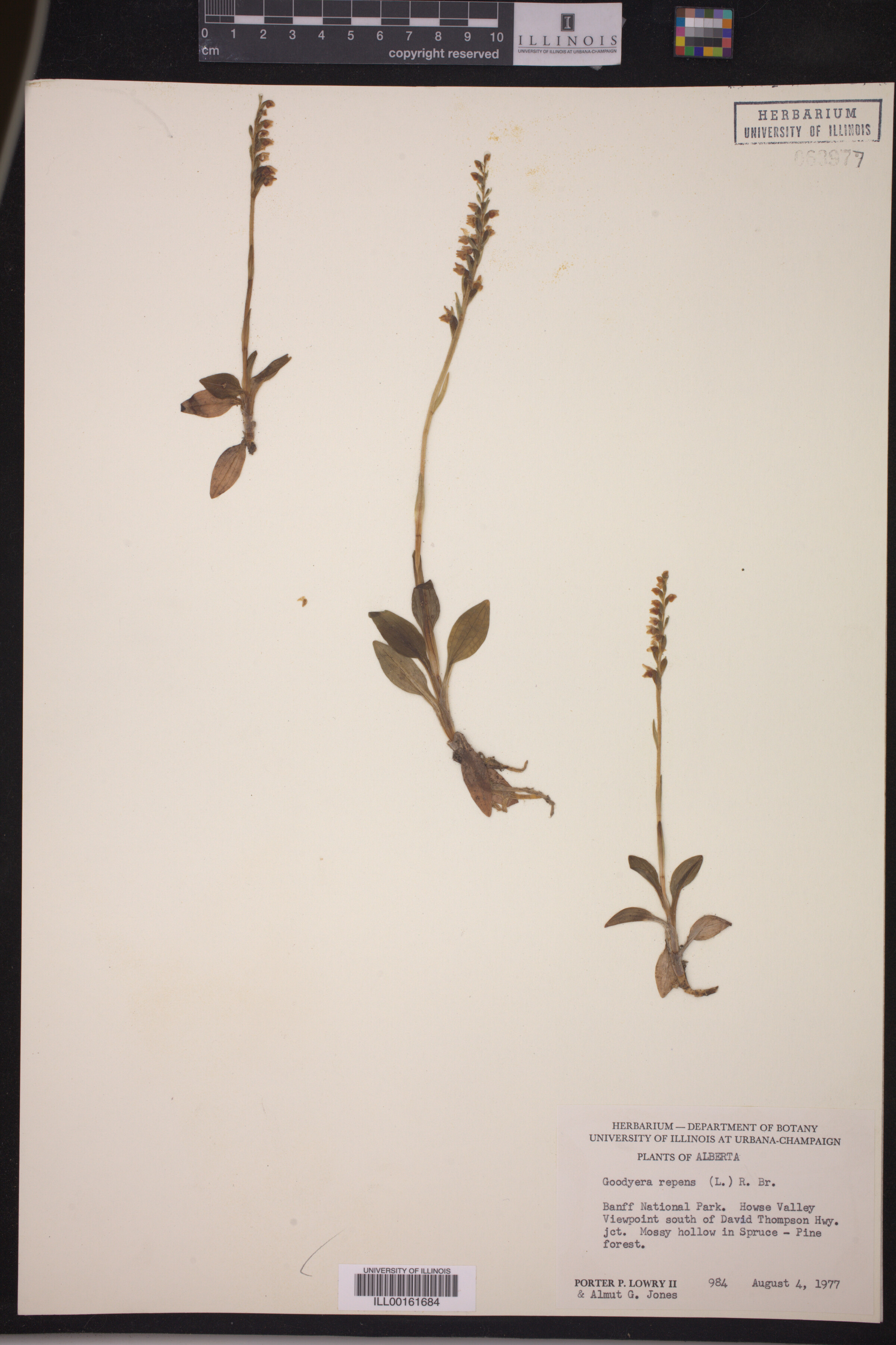 Goodyera repens image