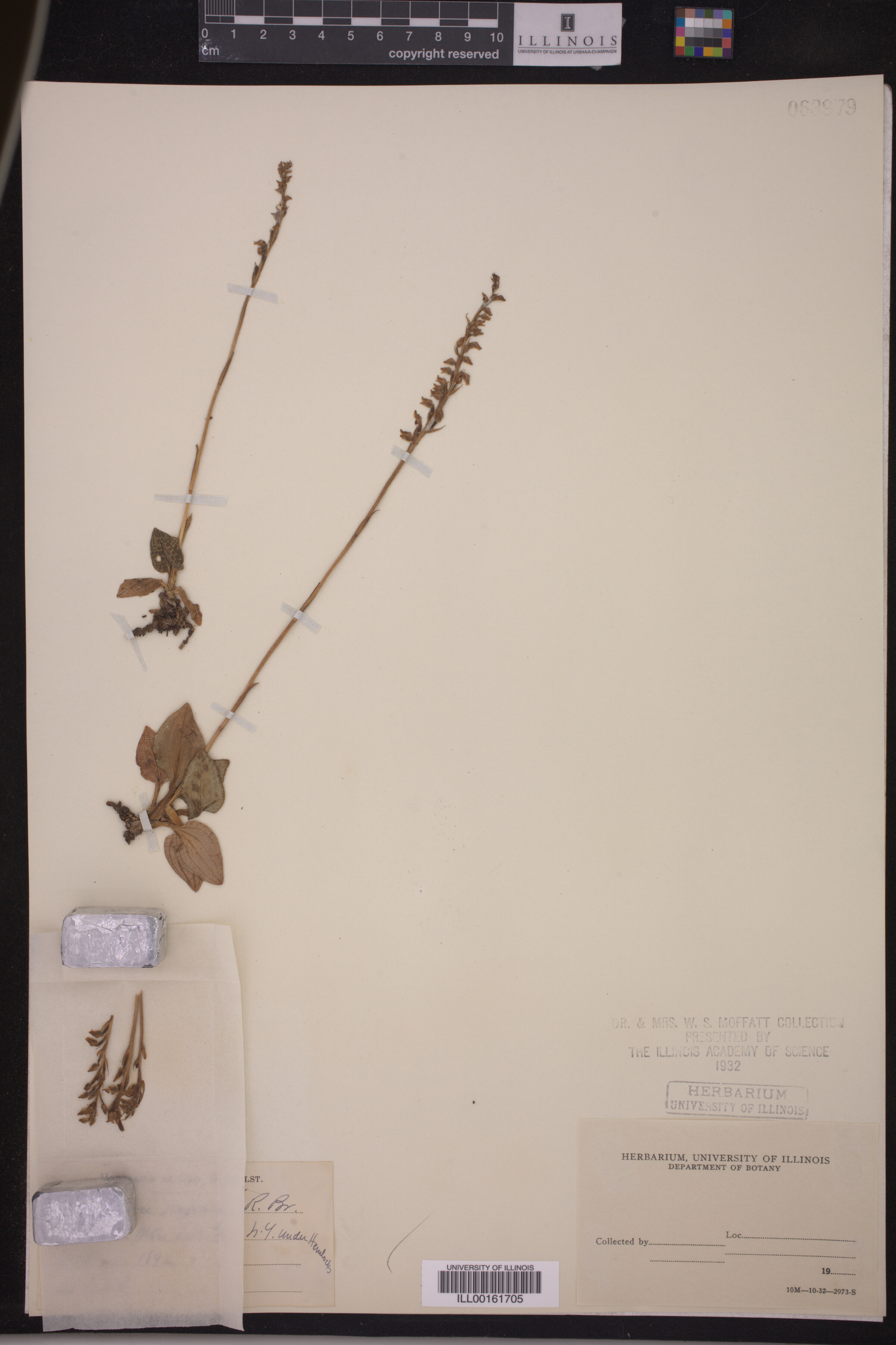 Goodyera repens image