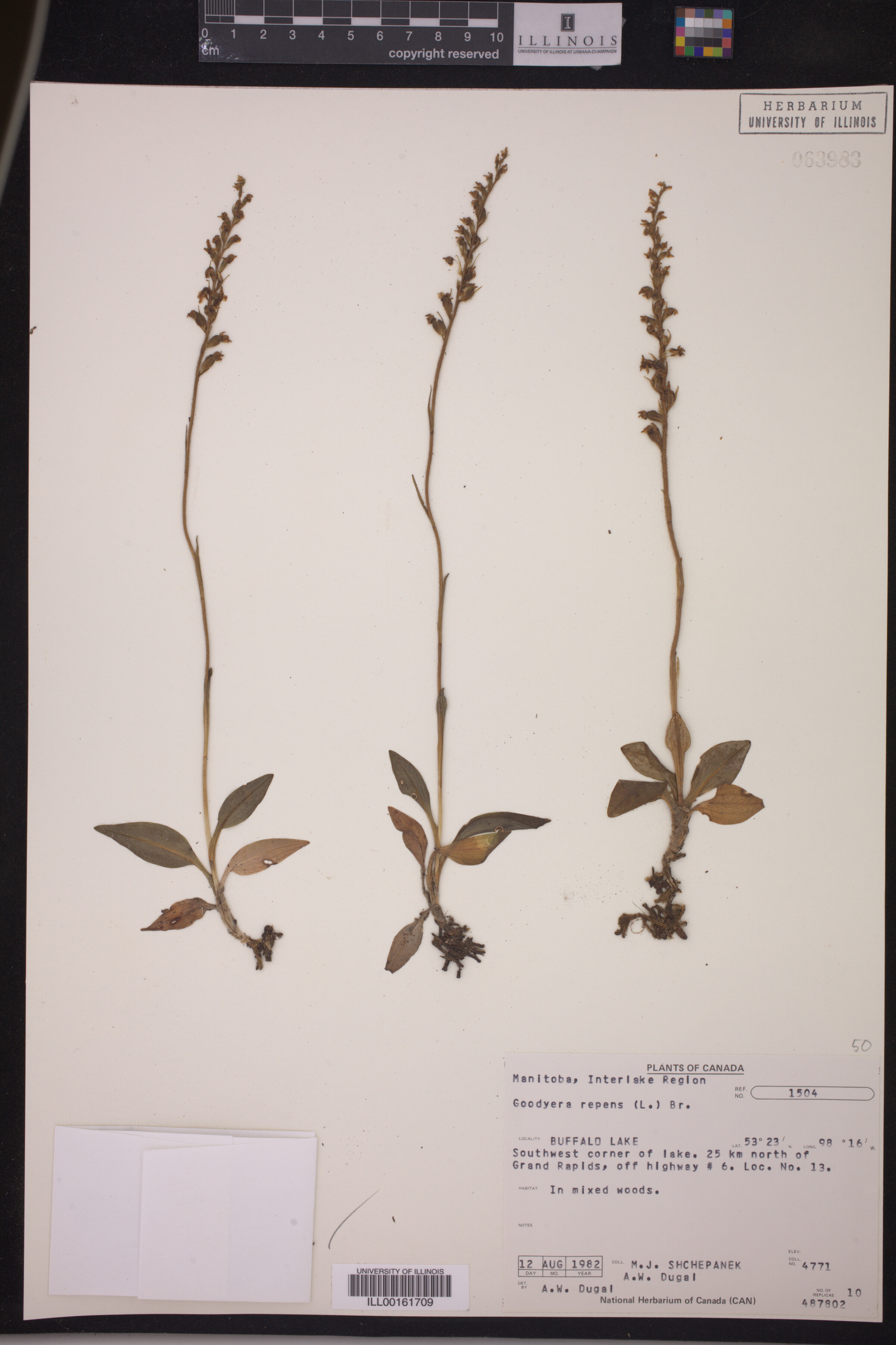Goodyera repens image