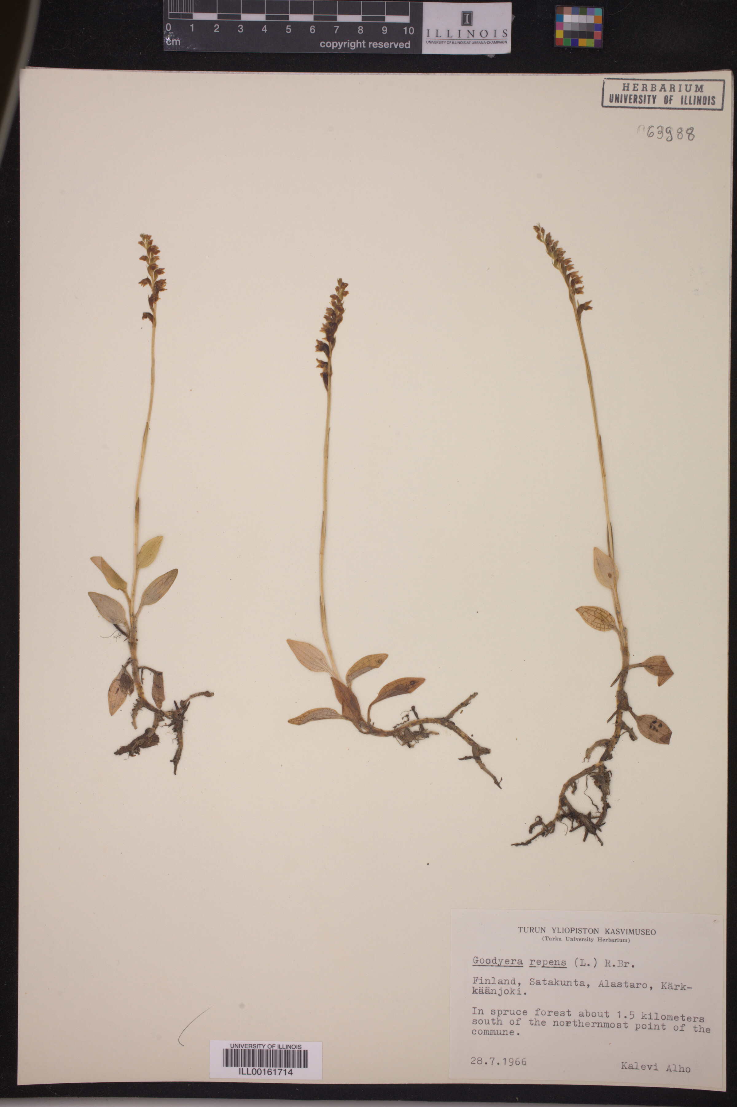 Goodyera repens image