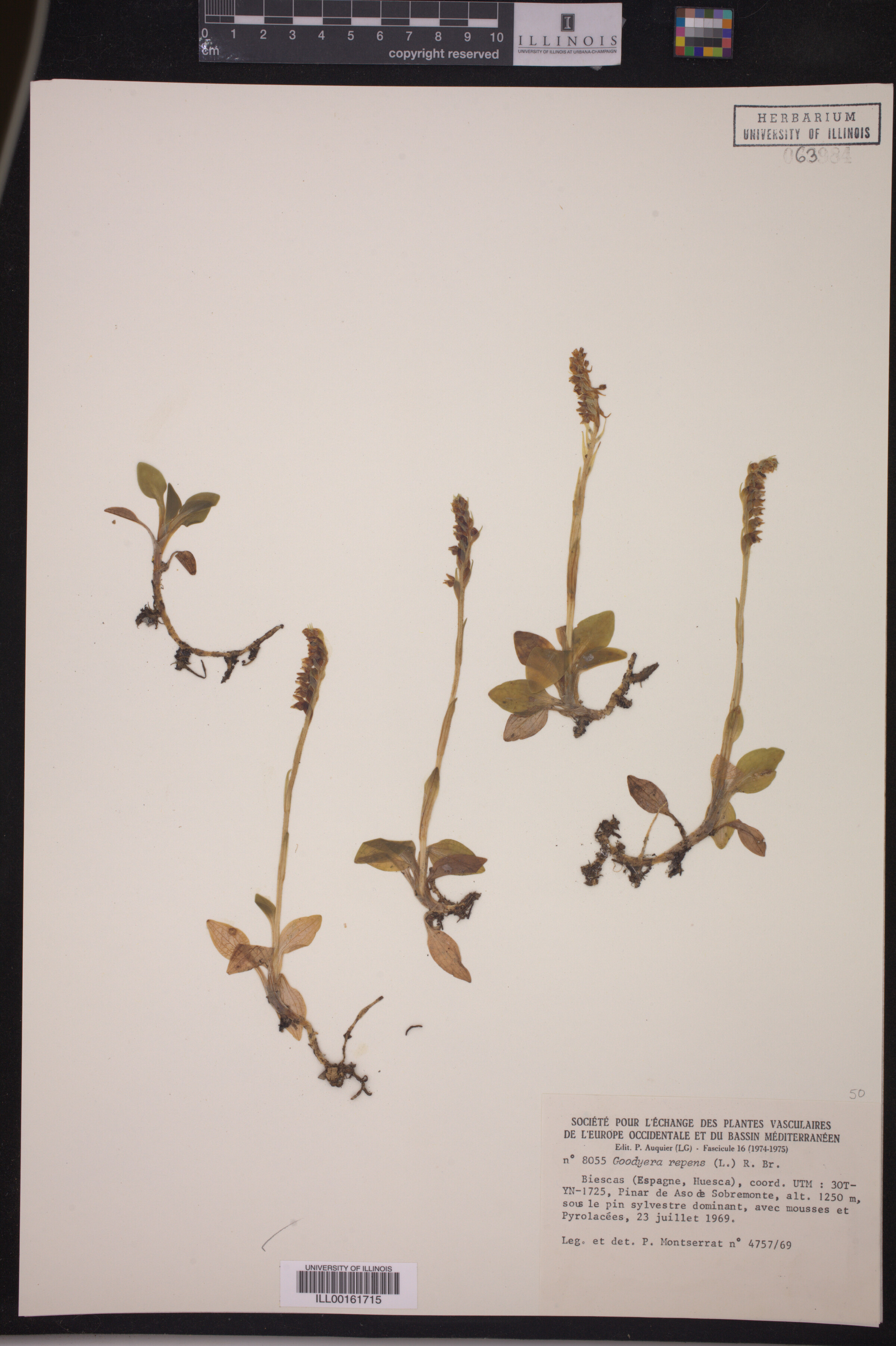 Goodyera repens image