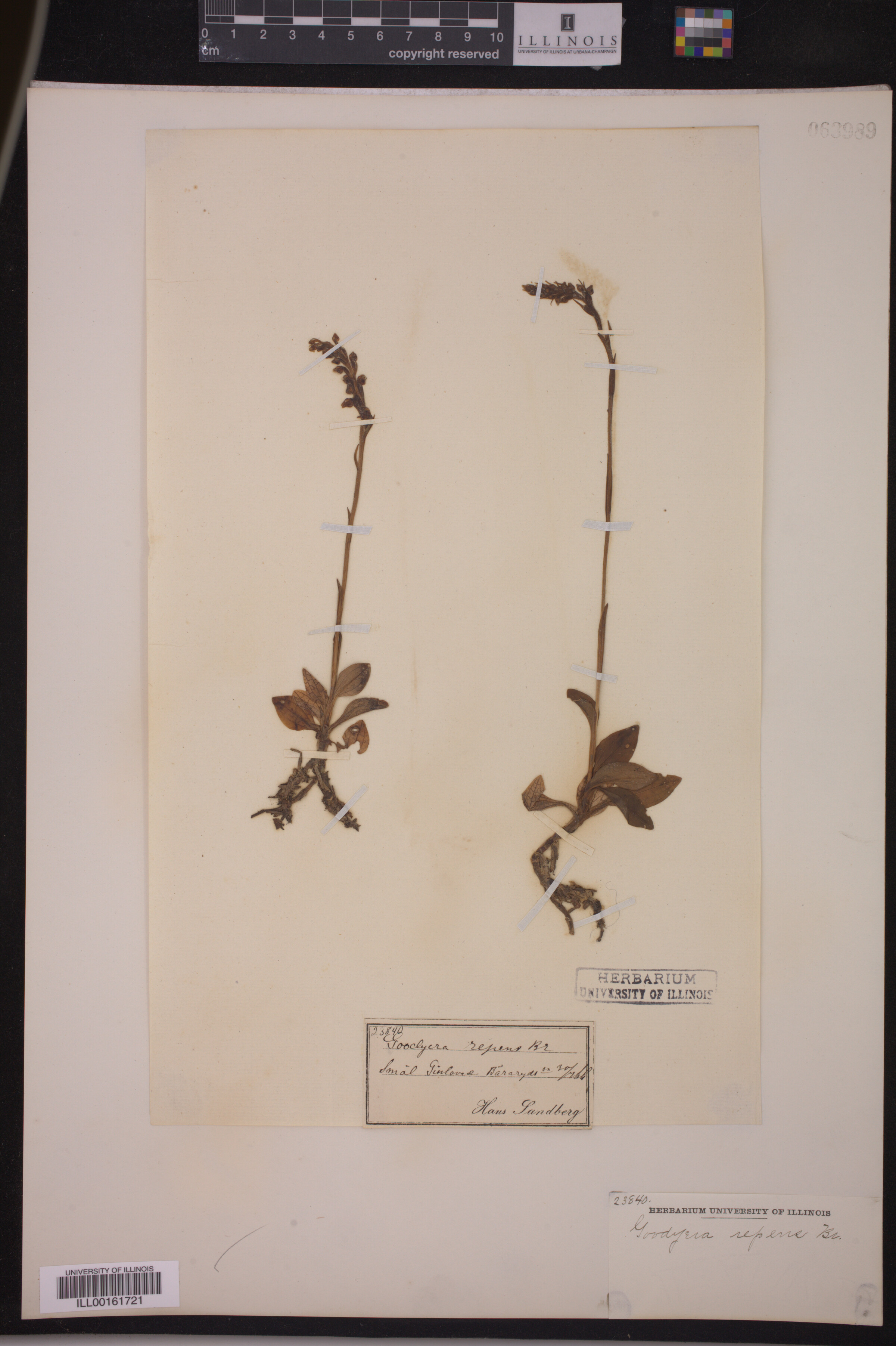 Goodyera repens image