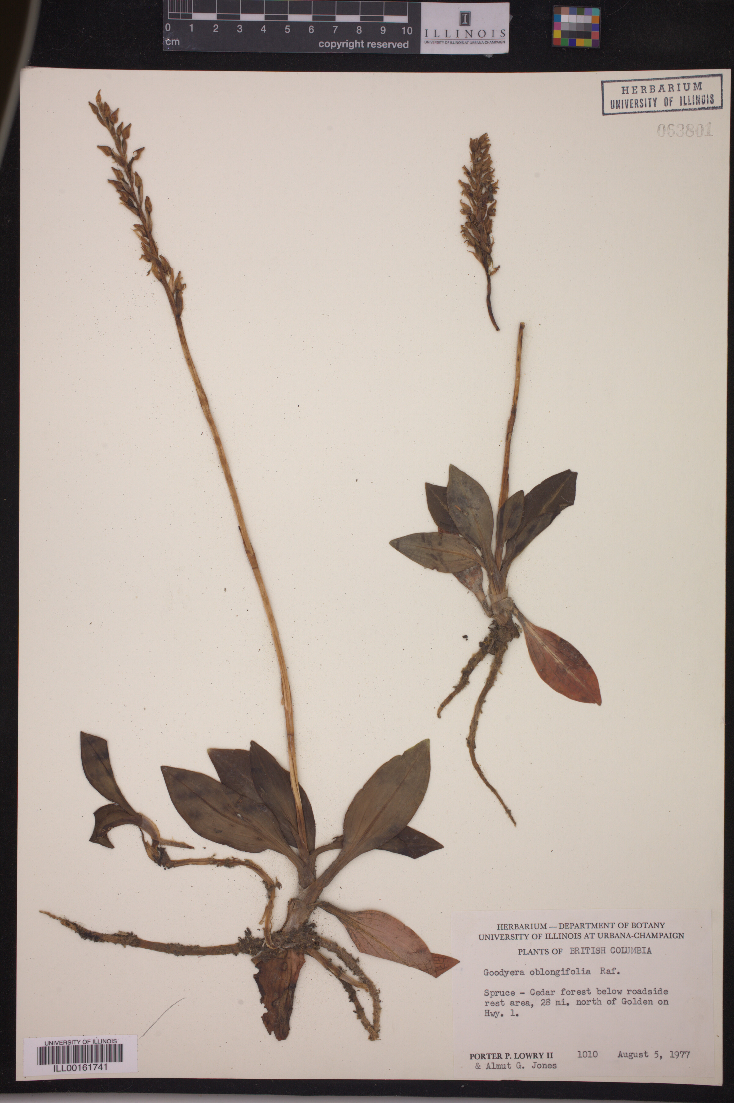 Goodyera oblongifolia image