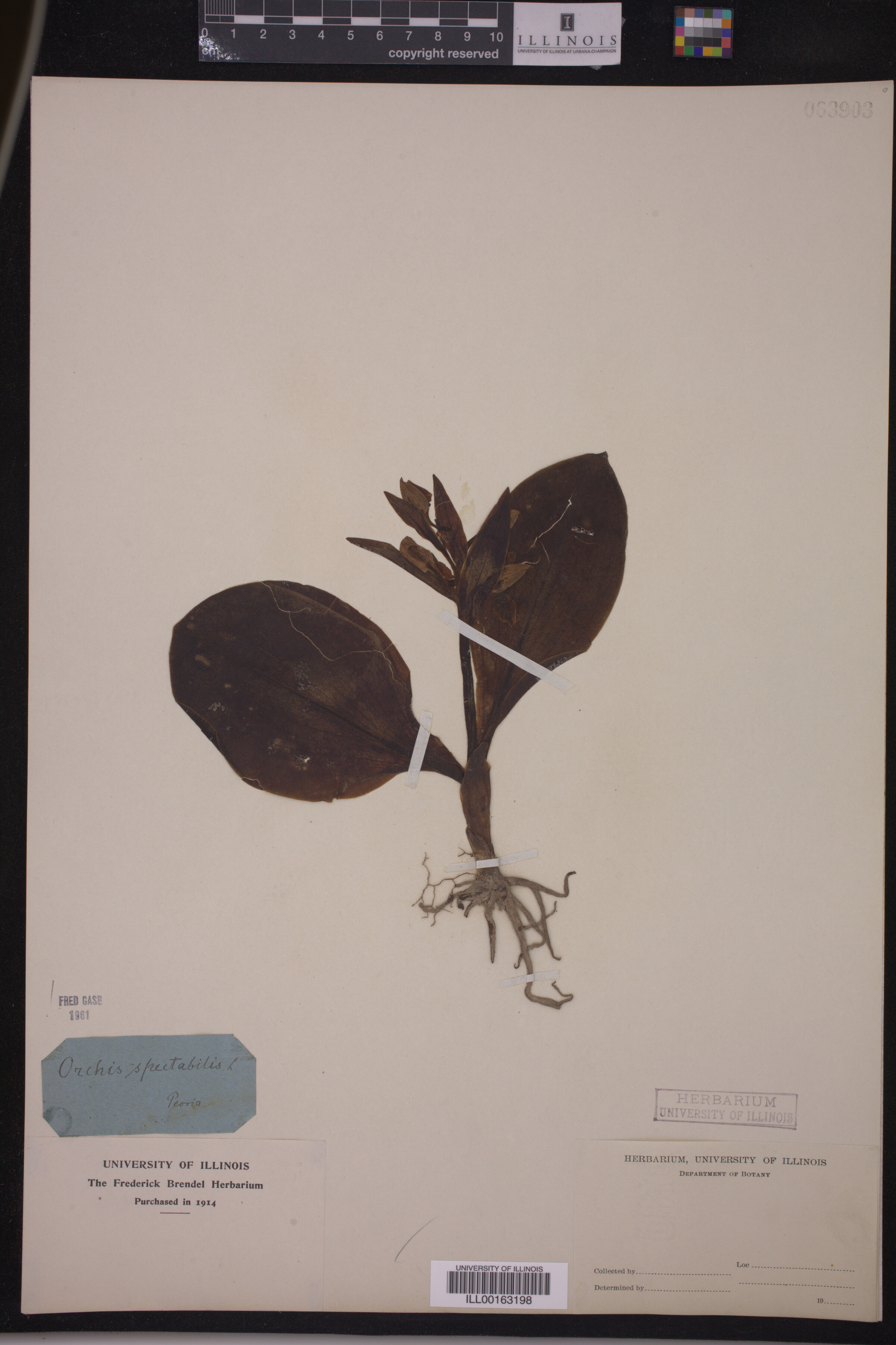 Galearis spectabilis image